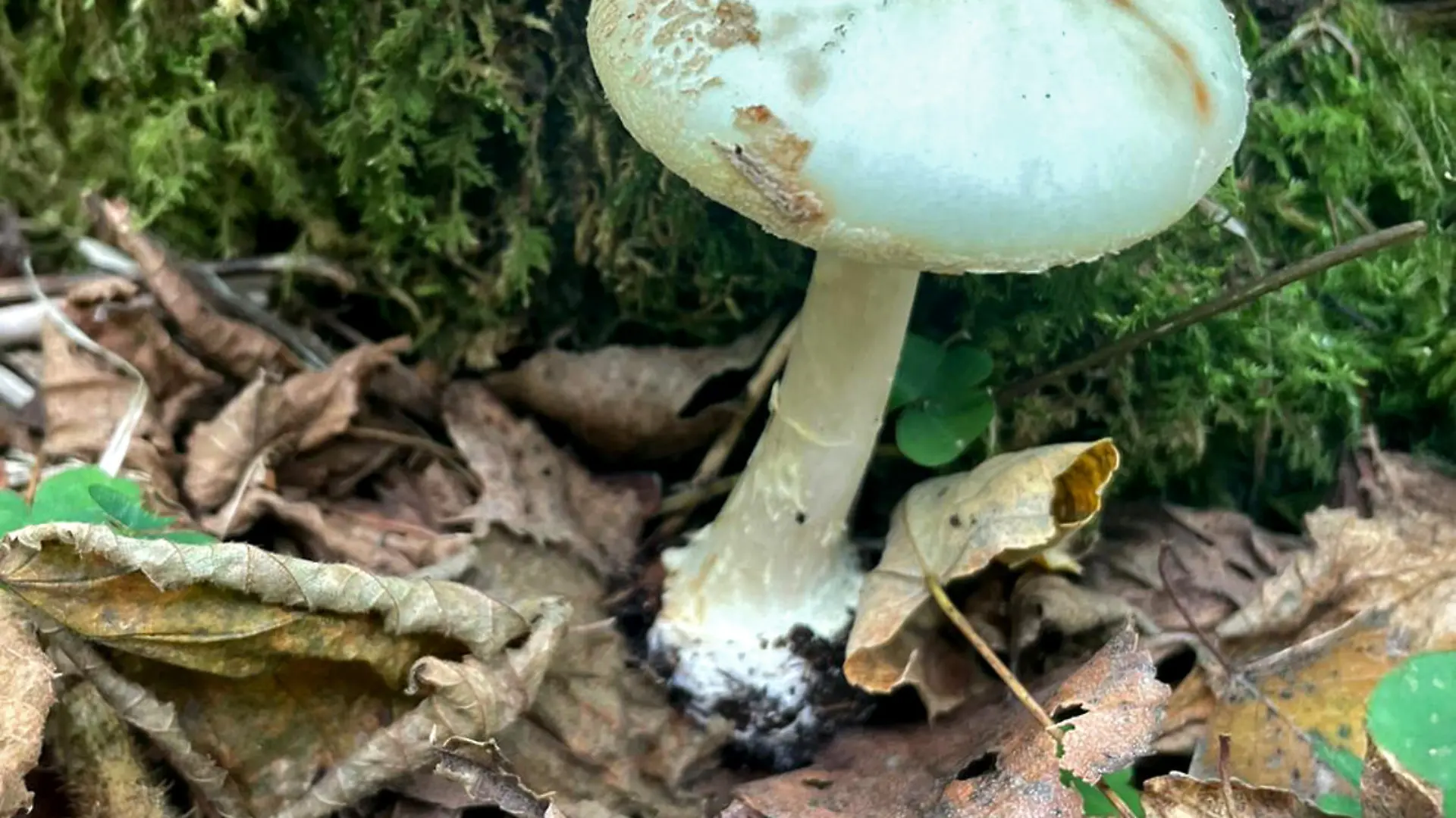 Knollenblätterpilz