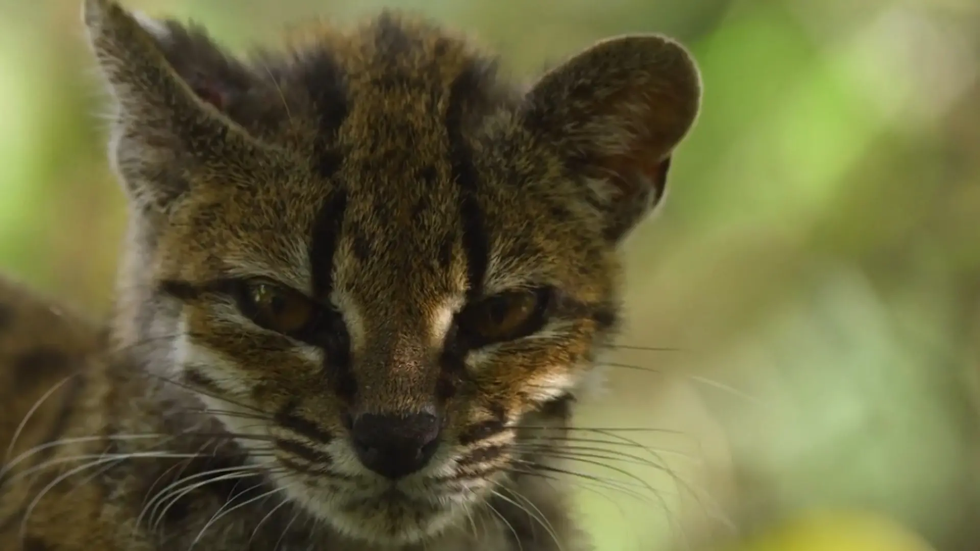 Neue Katzenart entdeckt! Sensationsfund nach mehr als 100 Jahren Nur zwei Exemplare bekannt