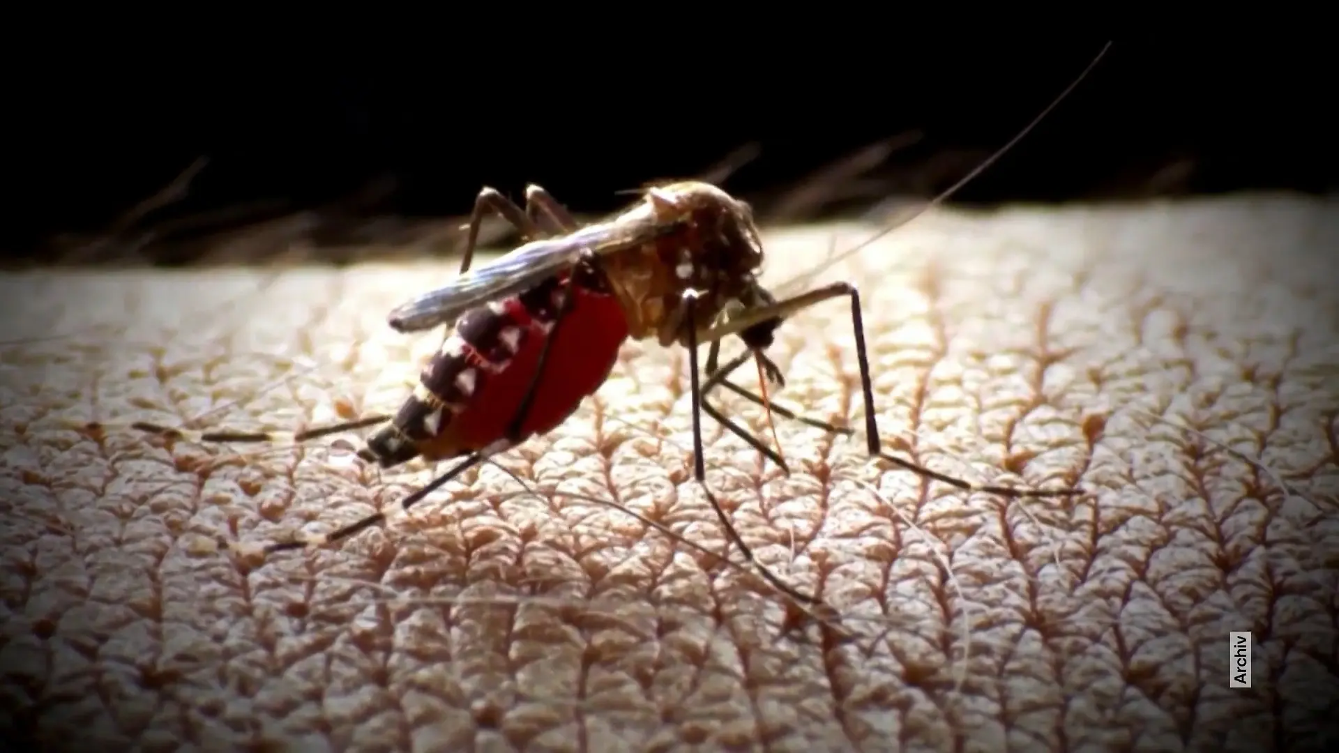 Weitere Tote durch Malaria in Frankfurt Behörde warnt vor Killermücken