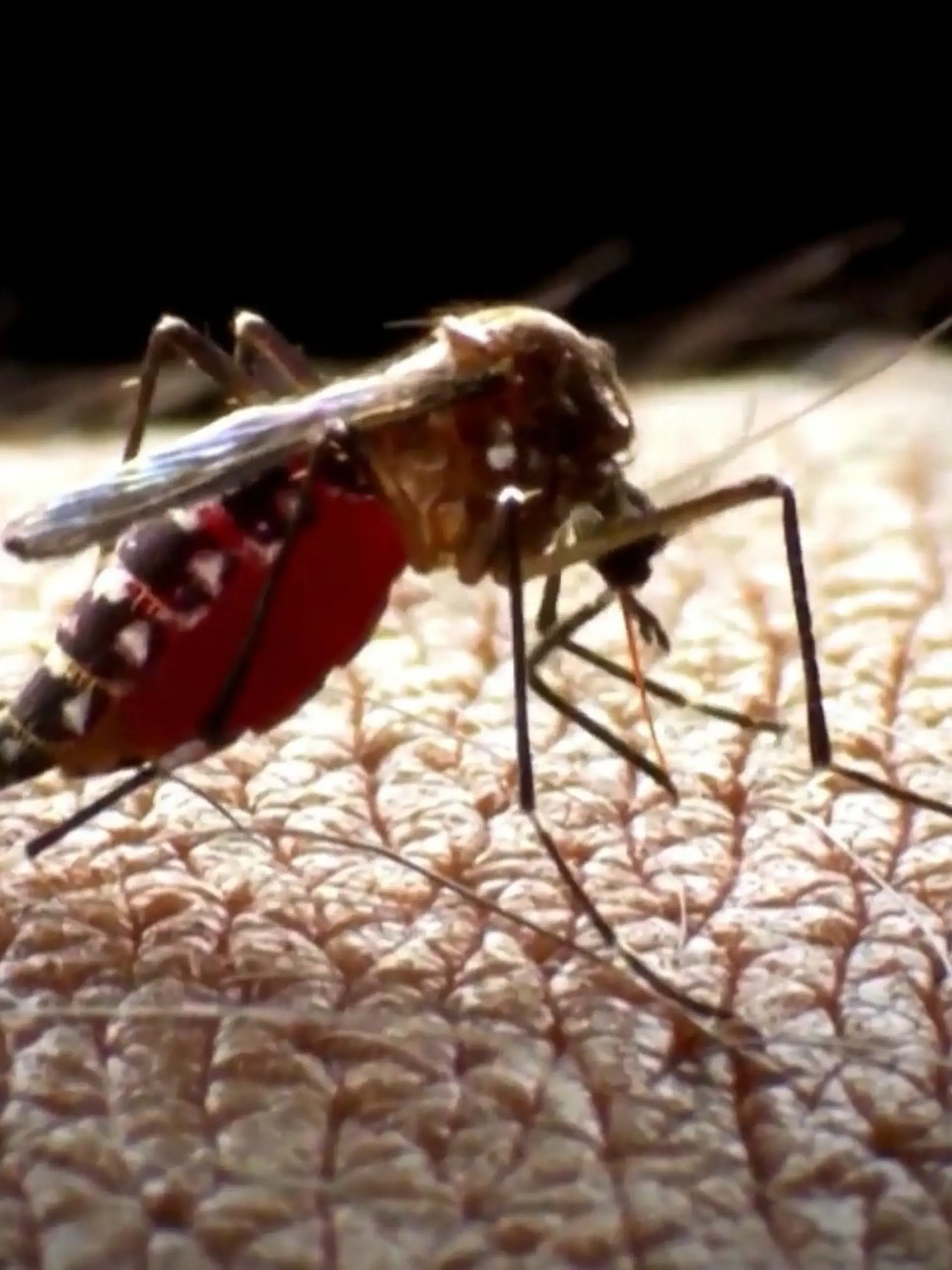 Bild zu: "Weitere Tote durch Malaria in Frankfurt"