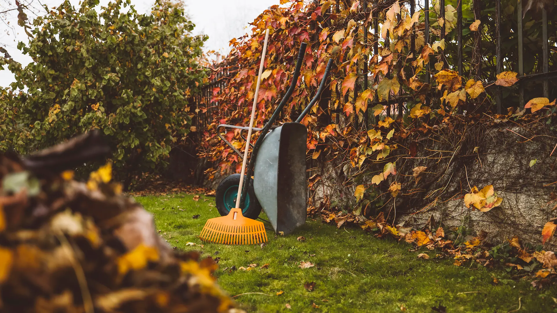 Laub im Garten