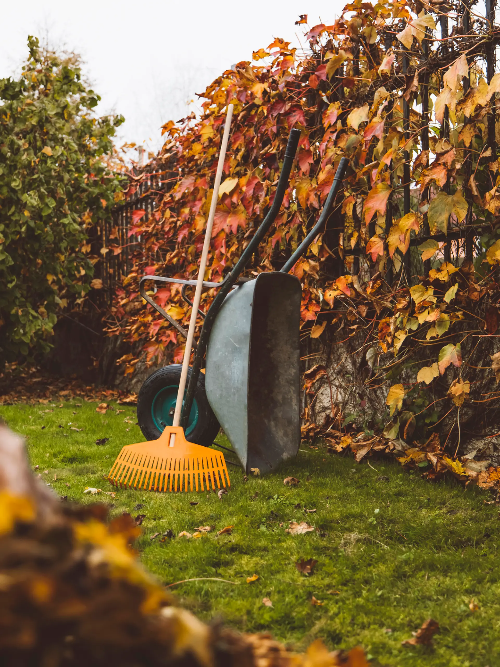 Laub im Garten