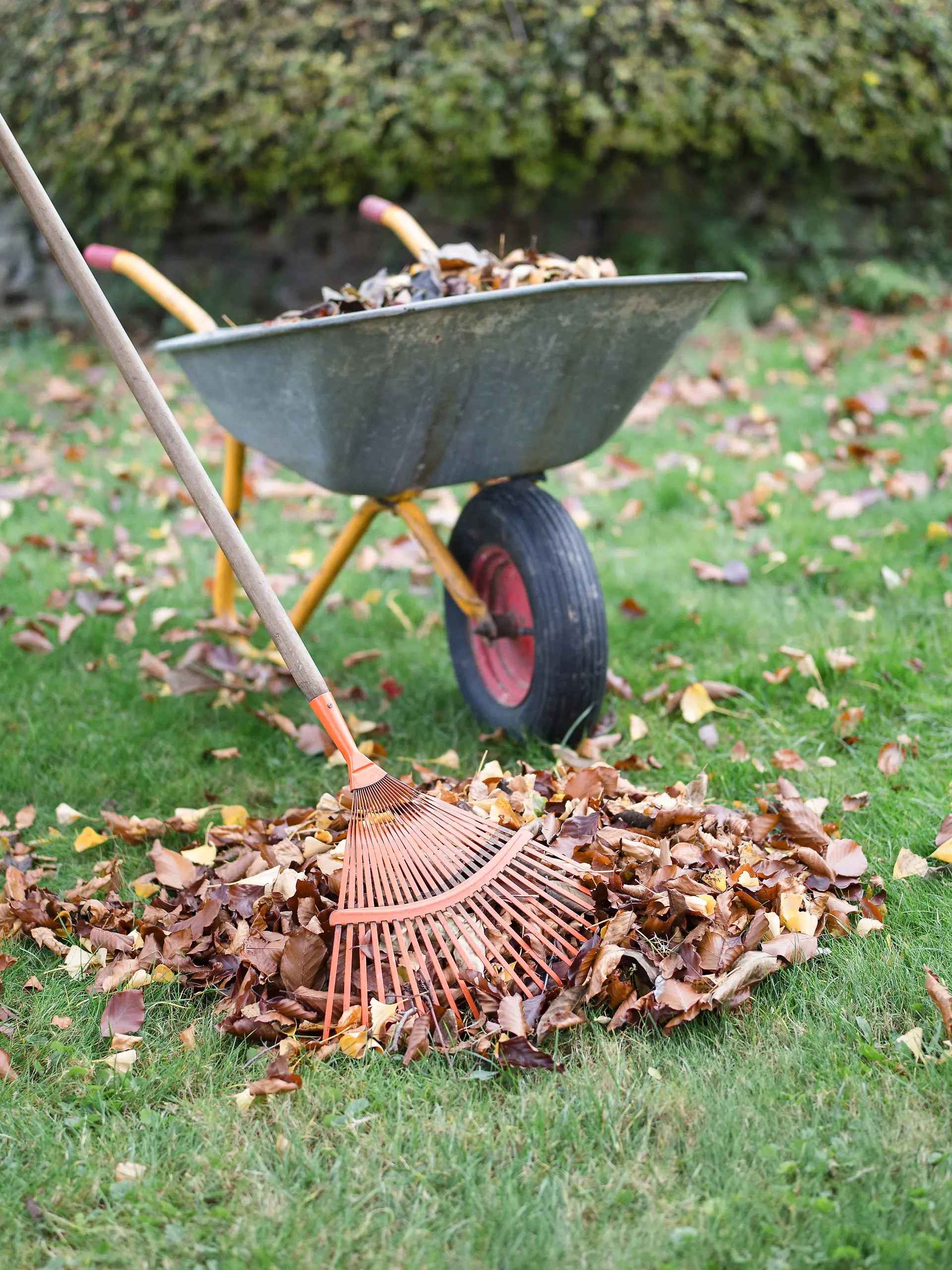 Mann harkt Herbstlaub zu einem Haufen zusammen.