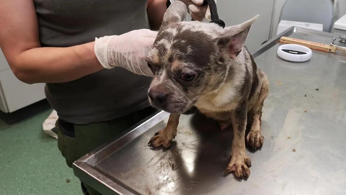 Polizei findet 32 verwahrloste Hunde