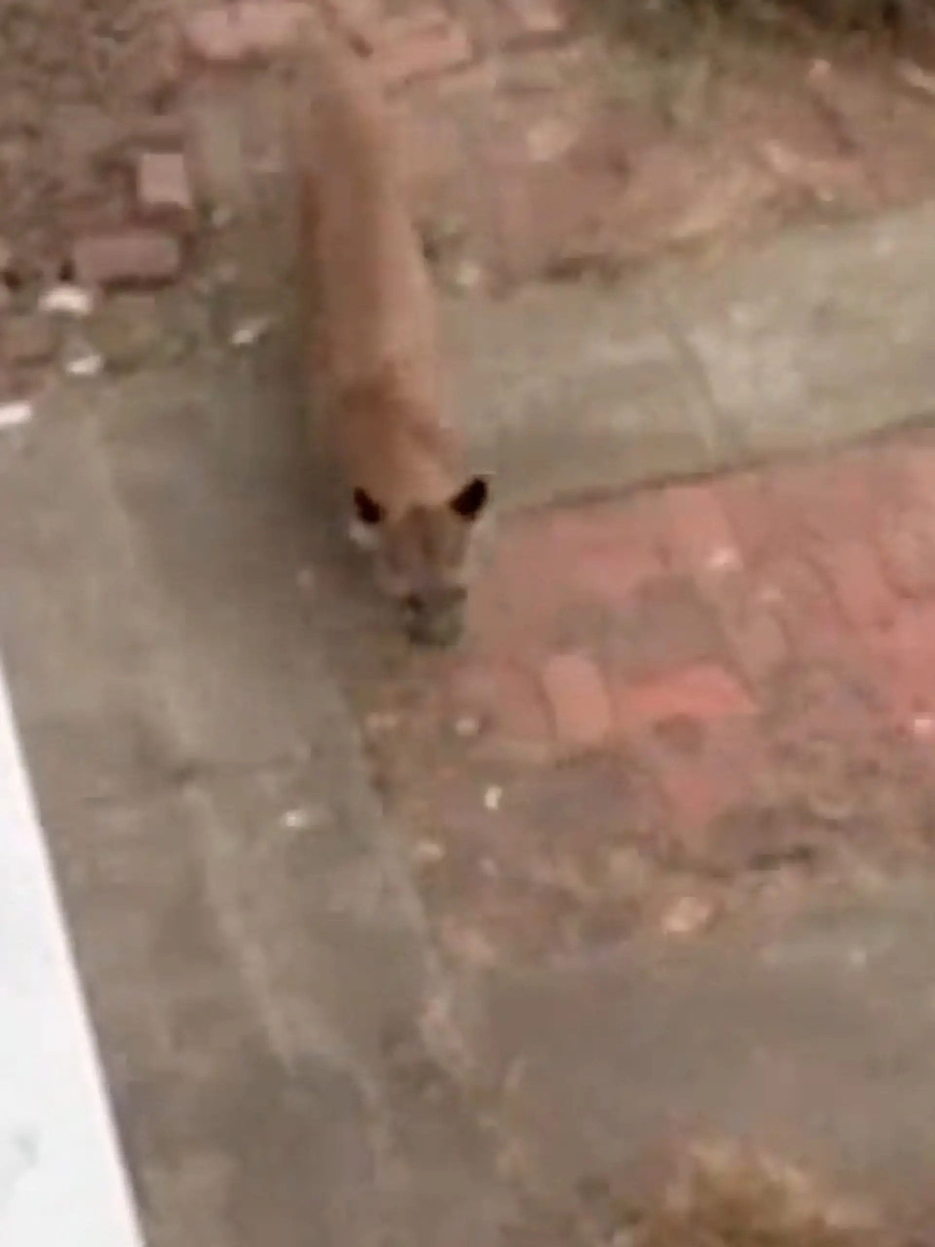Bild zu: "Puma vor der Haustür! Raubkatze streift mitten durch Wohngebiet"