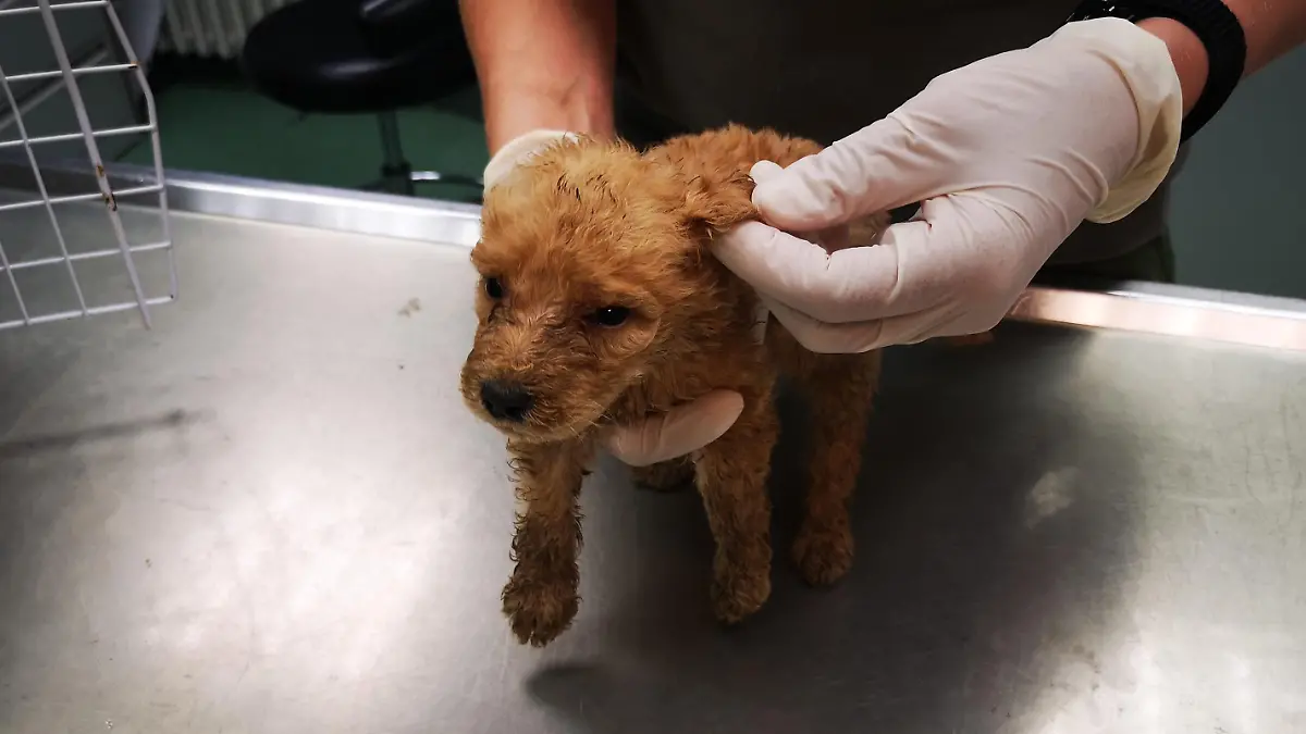 Polizei findet 32 verwahrloste Hunde bei Welpenhändlerin