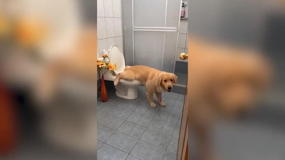 Wie Oft Geht Ein Mensch Durchschnittlich Auf Die Toilette www.rtl.de