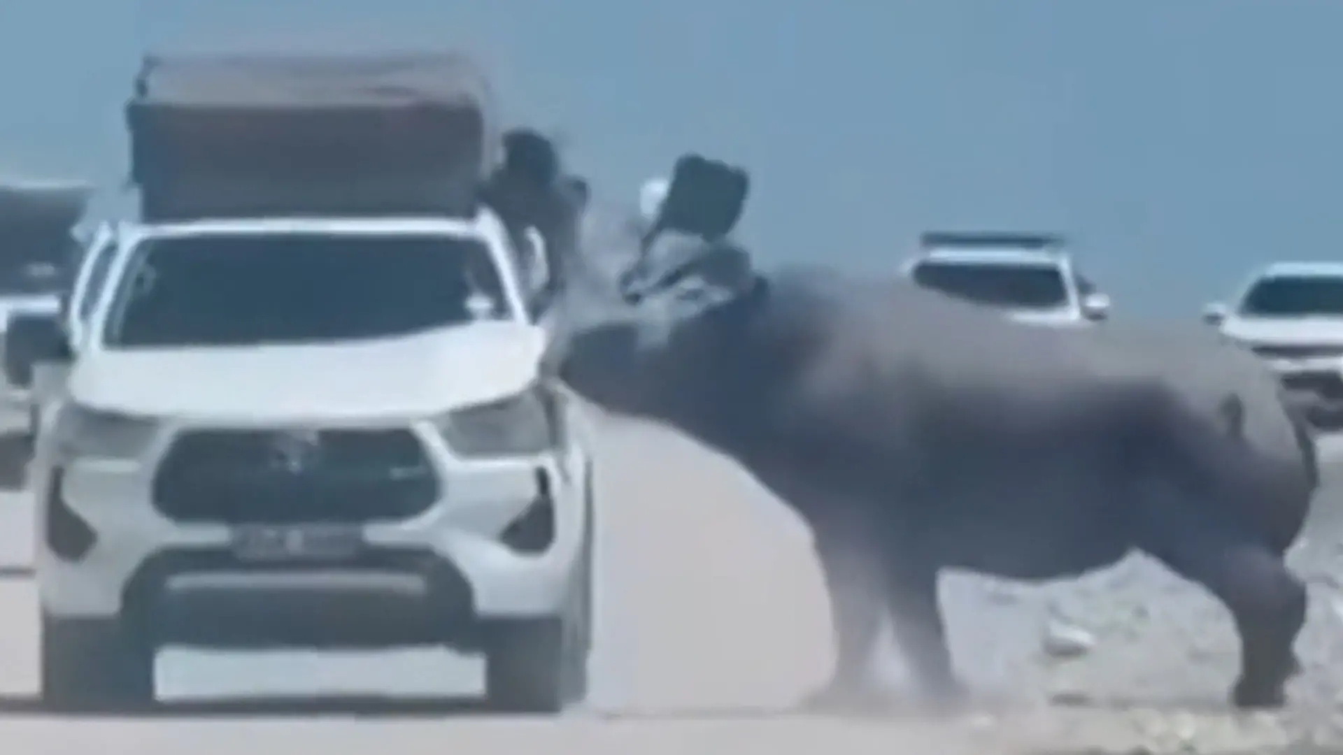 Nashorn bohrt sich in Auto fest – Touristen sind auf sich alleine gestellt! Safari-Tour wird zum Horror-Trip