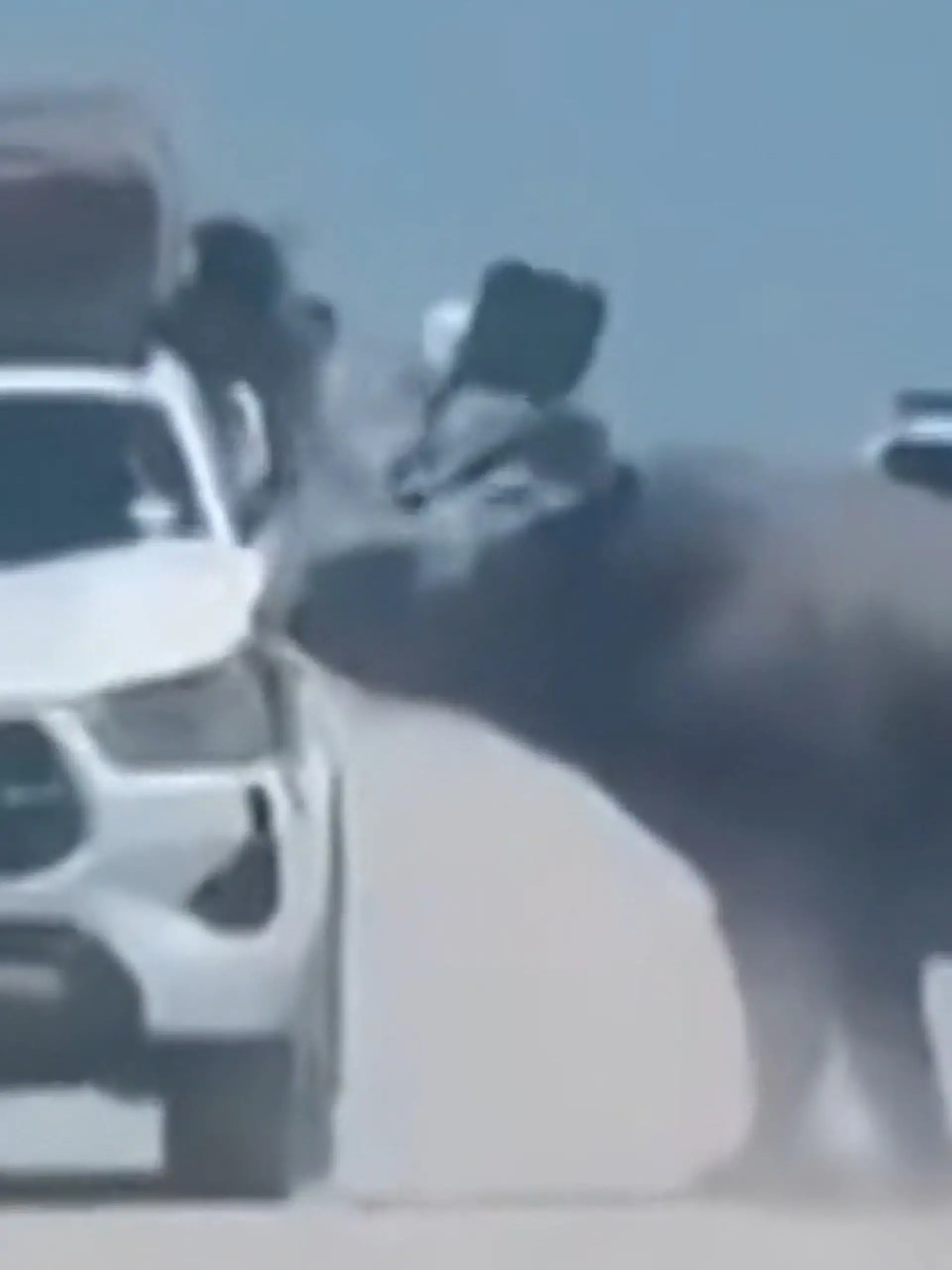 Bild zu: "Nashorn bohrt sich in Auto fest – Touristen sind auf sich alleine gestellt!"