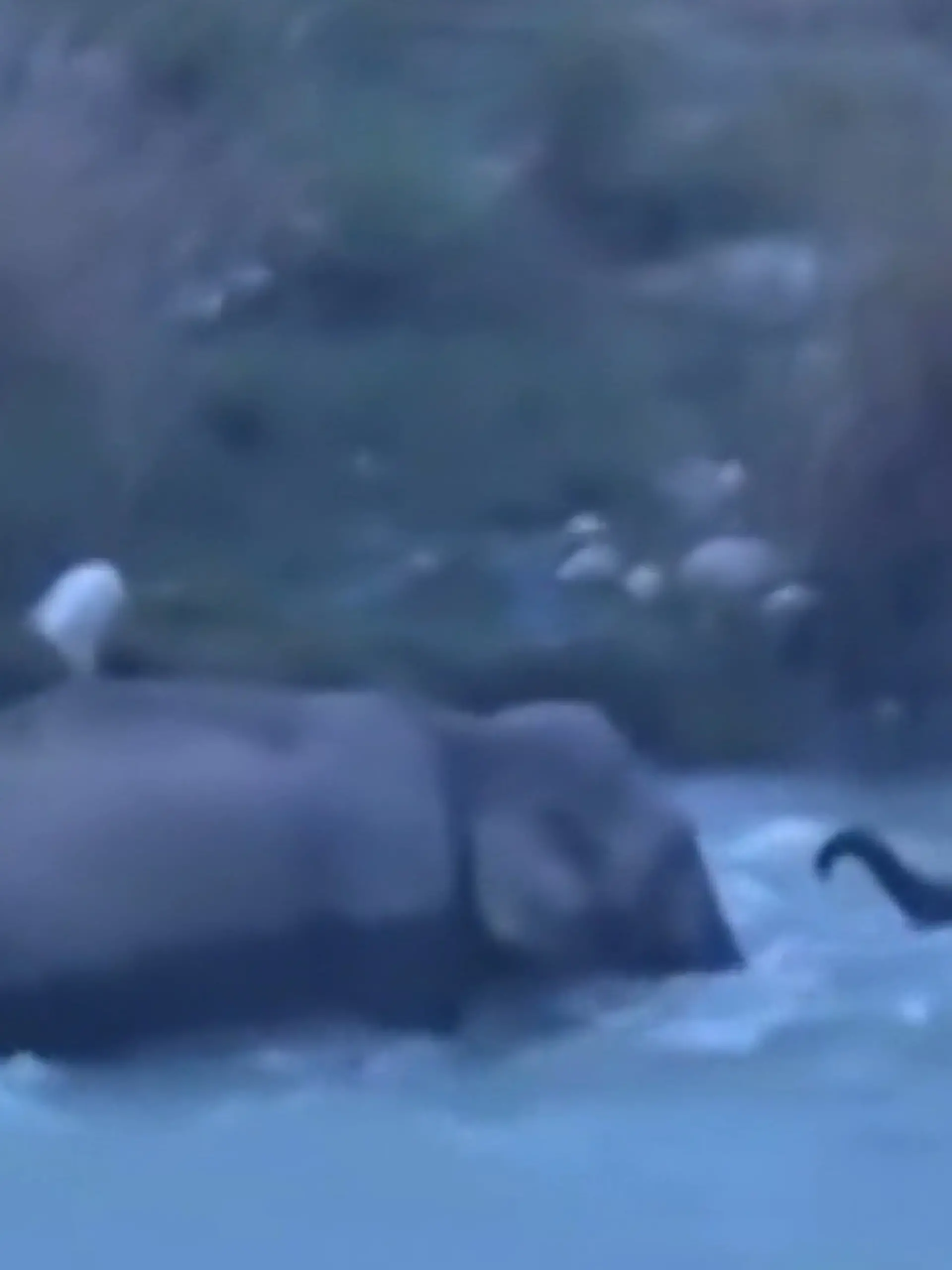 Bild zu: "Baby-Elefant wird von Fluss mitgerissen – dann kämpft Mama um ihr Kalb!"