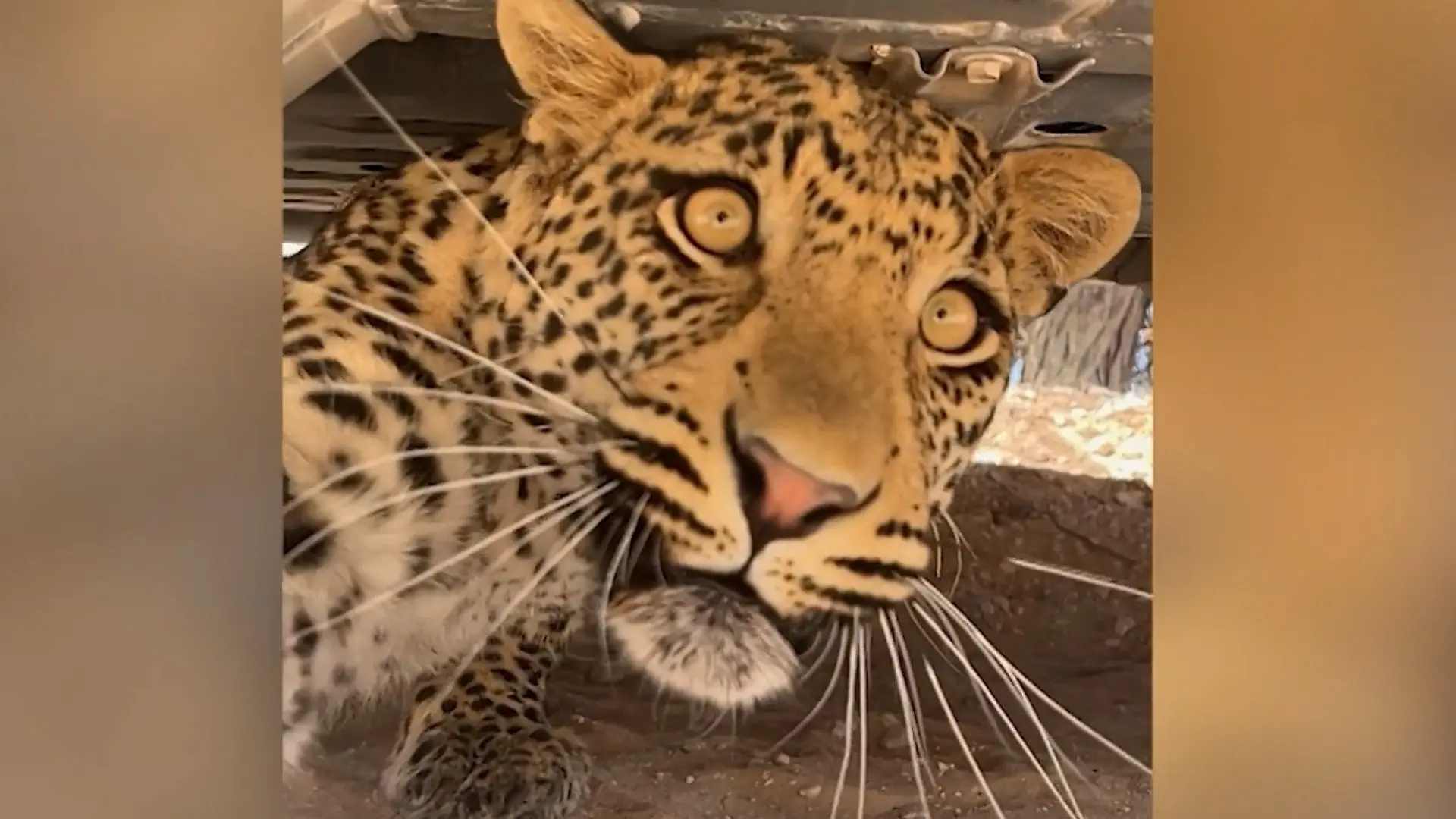 Auge in Auge mit Leopard! Tierfotografin macht plötzlich gefährliche Begegnung Raubtier unter ihrem Safari-Auto