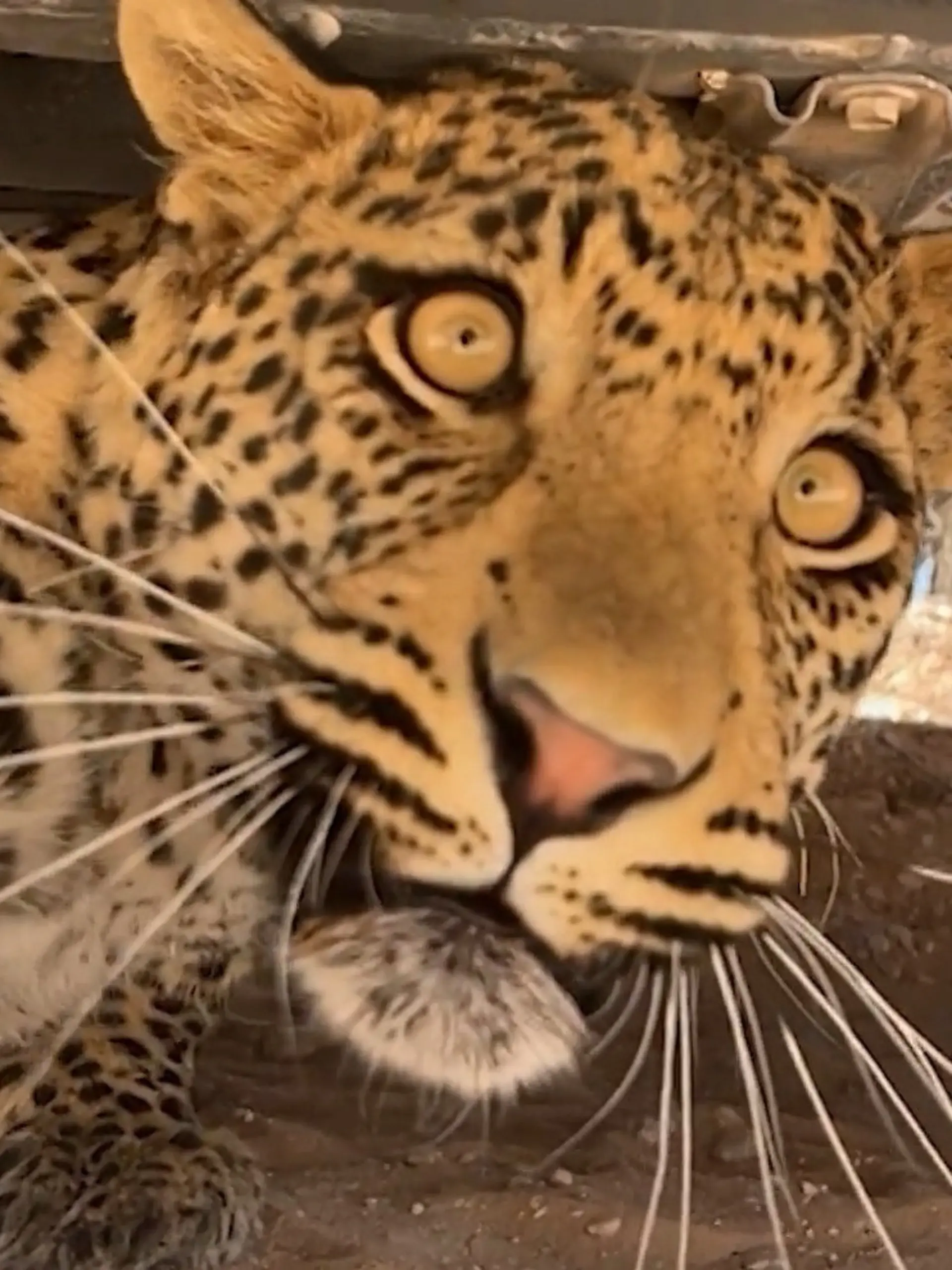 Bild zu: "Auge in Auge mit Leopard! Tierfotografin macht plötzlich gefährliche Begegnung"