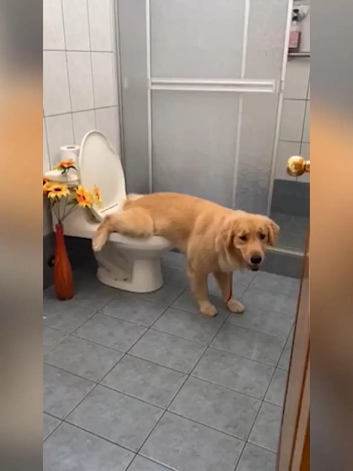 Bild zu: "Ein praktischer Trick für Hundehalter"