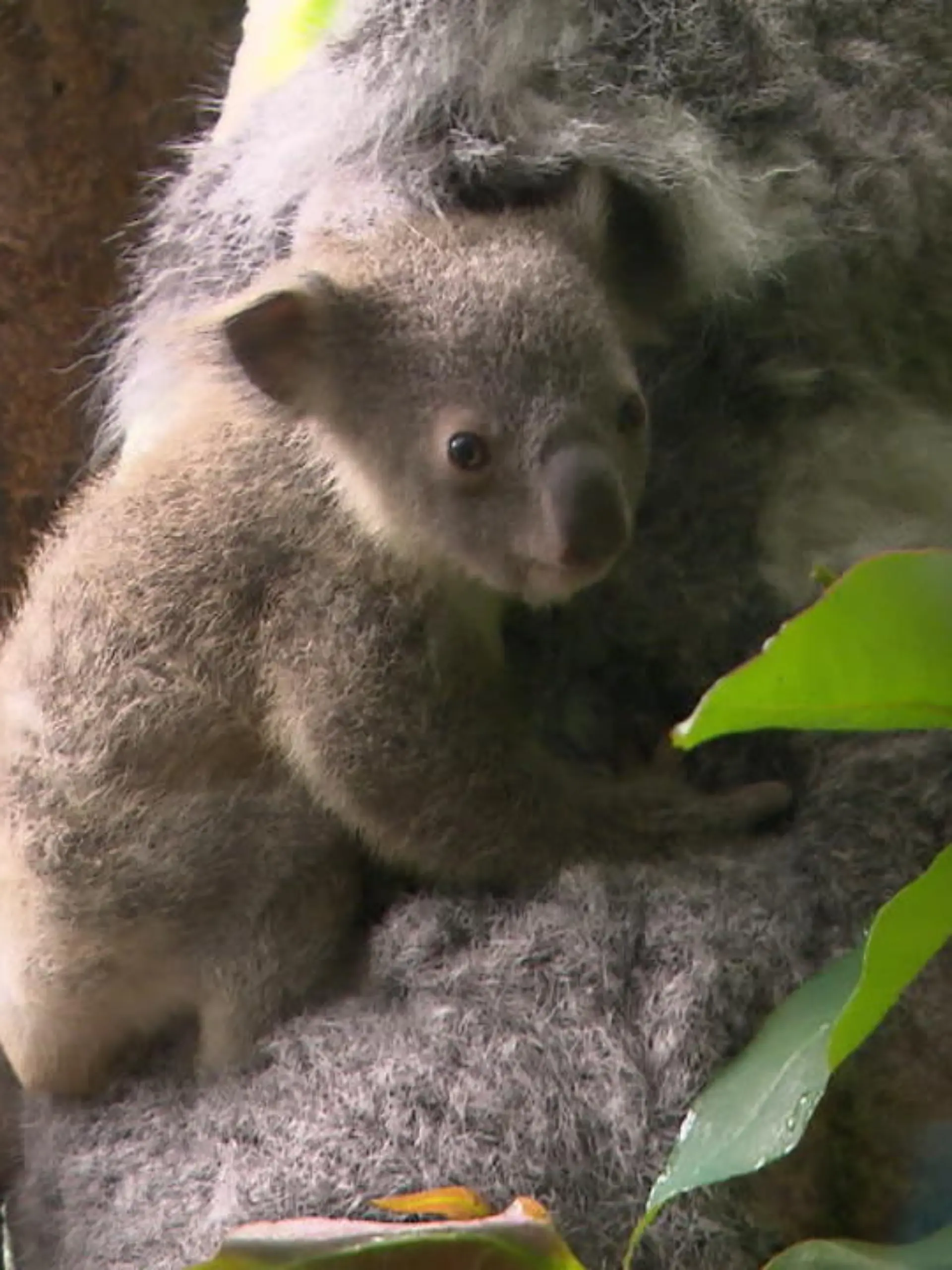 Bild zu: "Zoo freut sich über Koala-Baby"