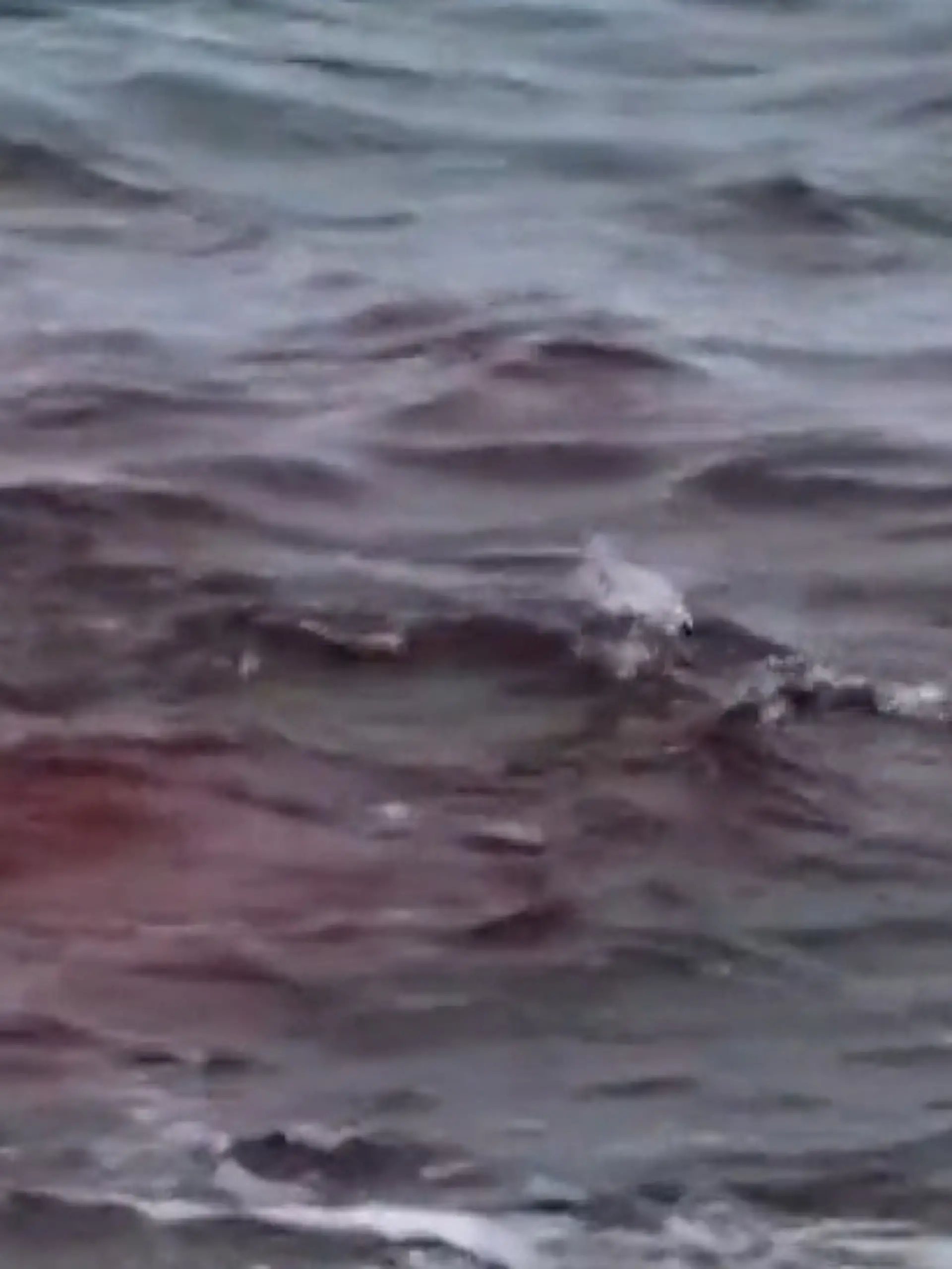 Bild zu: "Blutbad am Badestrand! Weißer Hai färbt Wasser rot – Augenzeugin geschockt"