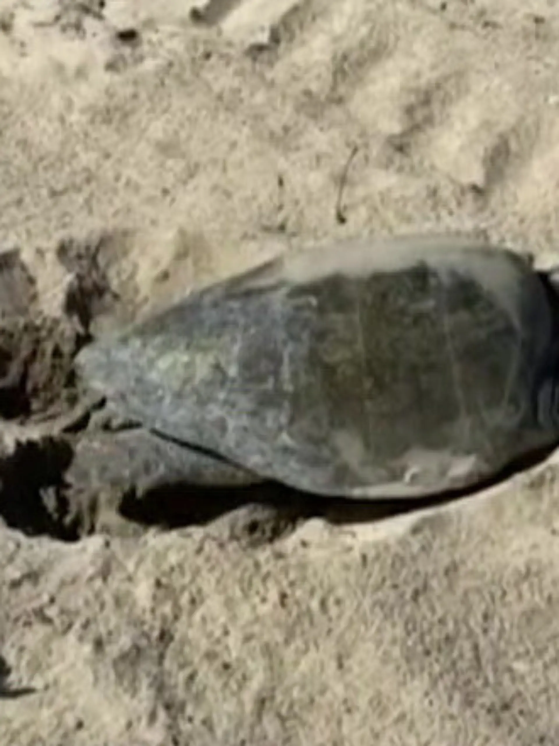 Bild zu: "Schildkröten-Sensation! Reptilien legen erstmals HIER ihre Eier ab"