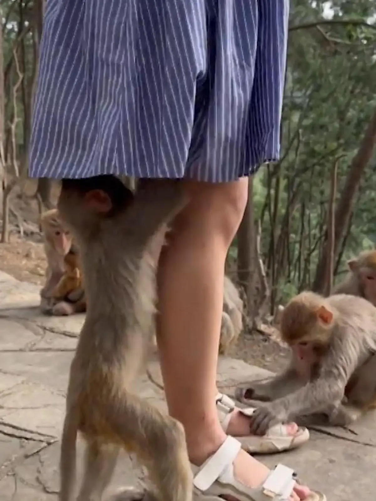 Bild zu: "Unterm Touri-Rock! Spanner-Affe kennt kein Tabu"