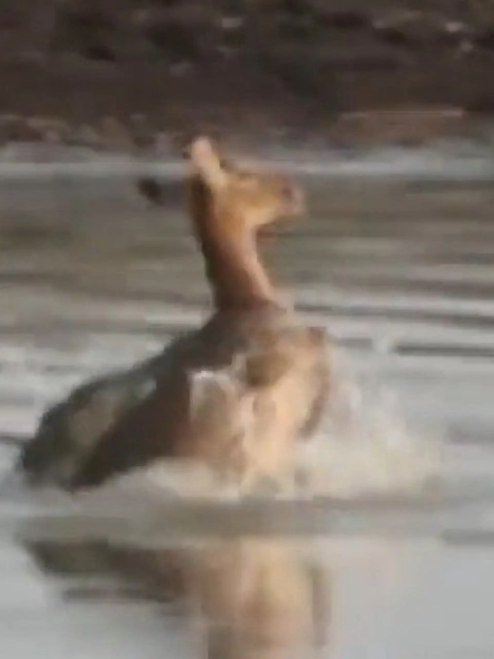Bild zu: "Antilope flieht vor Wildhunden ins Wasser – dort lauert nächste Gefahr"