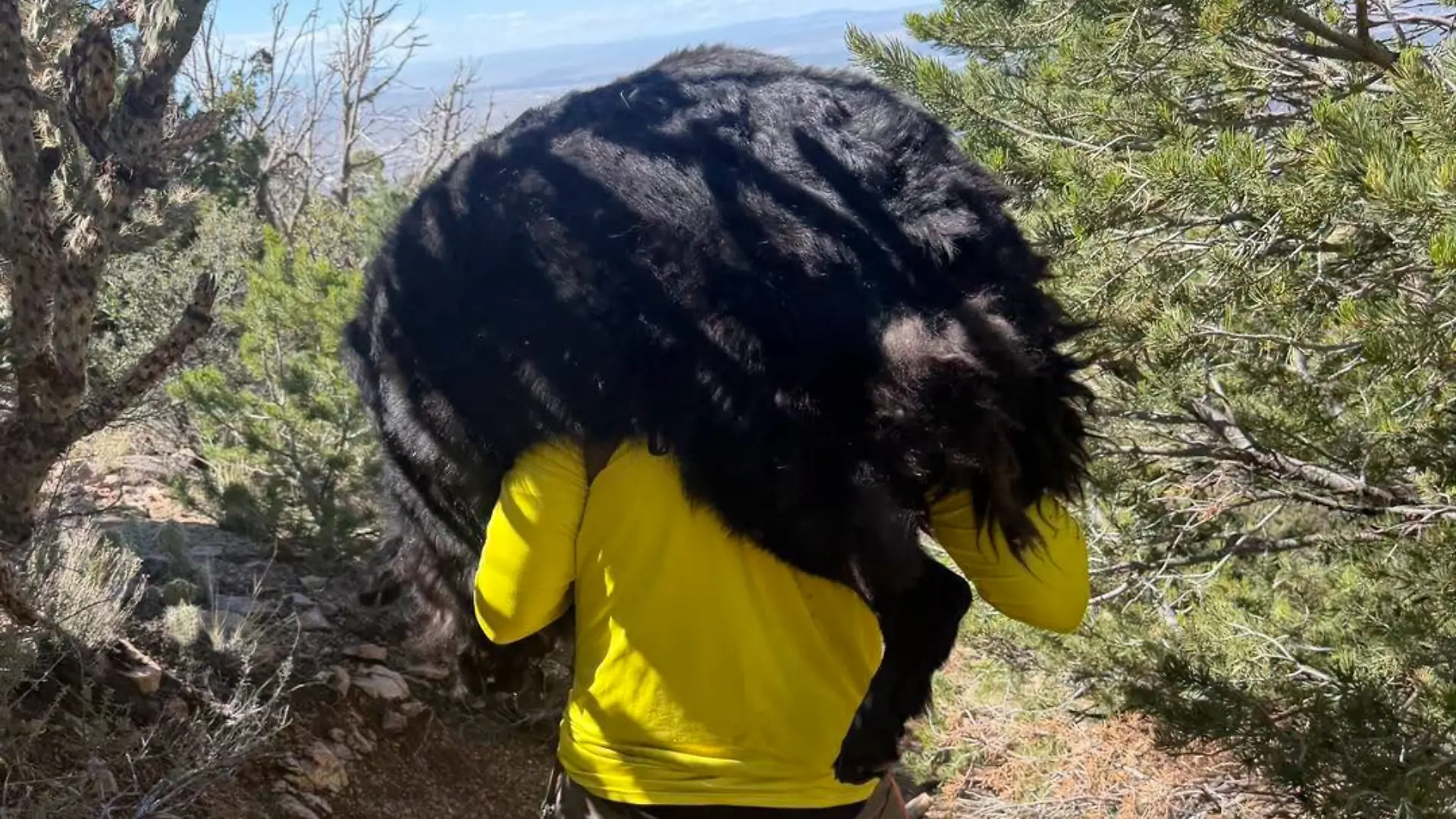 Einer der Retter trägt den 60-Kilo-Koloss ein Stück des Berges herunter.