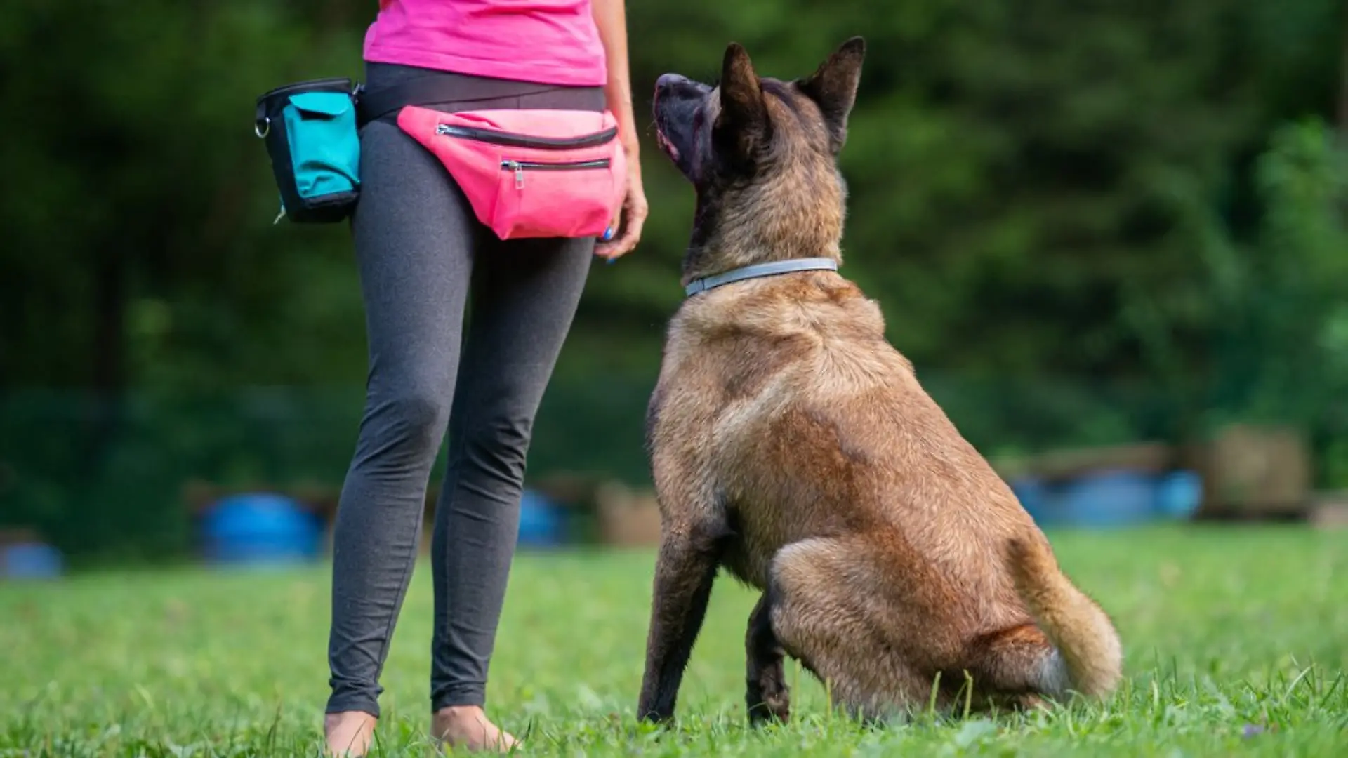 Klassisches Hundetraining ist nicht für jedes Tier eine gute Lösung.