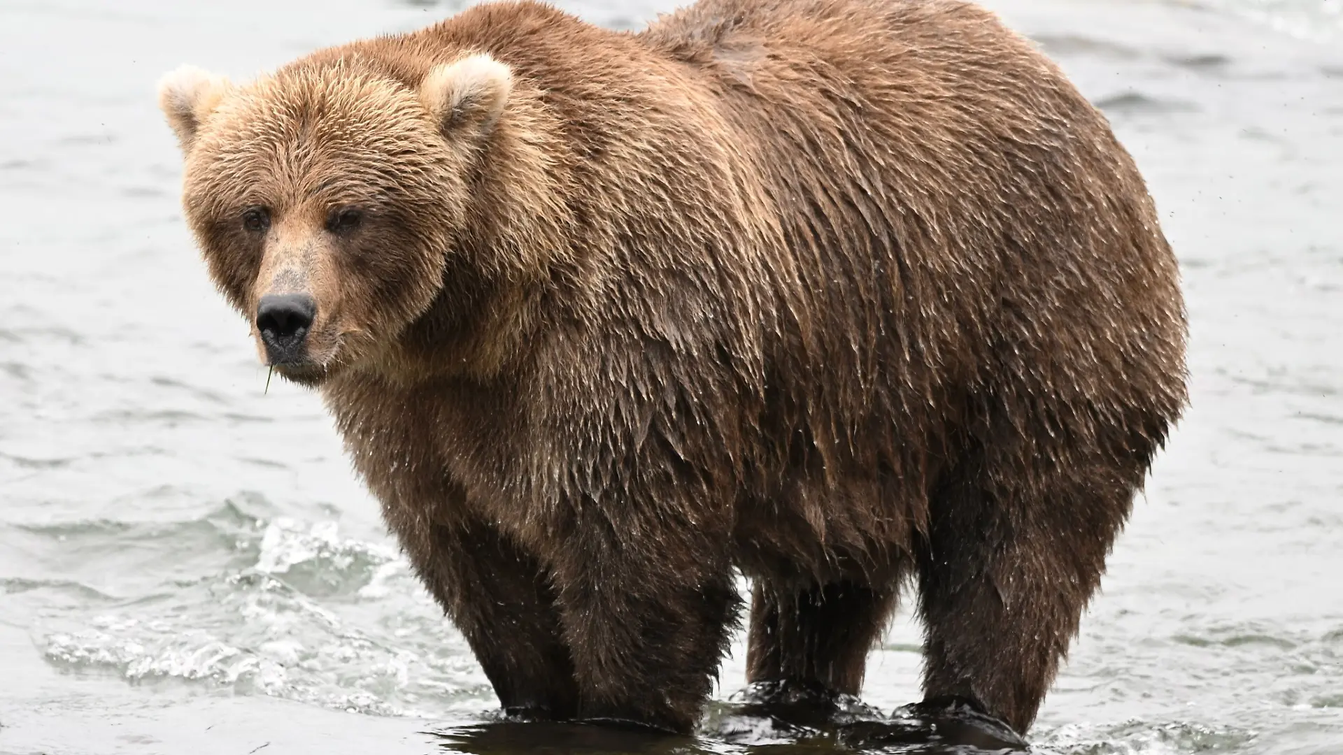 HANDOUT - 22.09.2026, USA, Katmai-Nationalpark: Bei dem «Fat Bear»-Wettbewerb in Alaska kommt es auf die Pfunde an. Die massige Braunbärin «Marshmallow» ist unter den Kandidaten bei der Wahl zum fettesten Pelztier des Katmai-Nationalparks. Zu Beginn des Sommers ist sie noch dünn, im September deutlich dicker. Foto: C. Loberg/explore.org/dpa - ACHTUNG: Nur zur redaktionellen Verwendung und nur mit vollständiger Nennung des vorstehenden Credits +++ dpa-Bildfunk +++