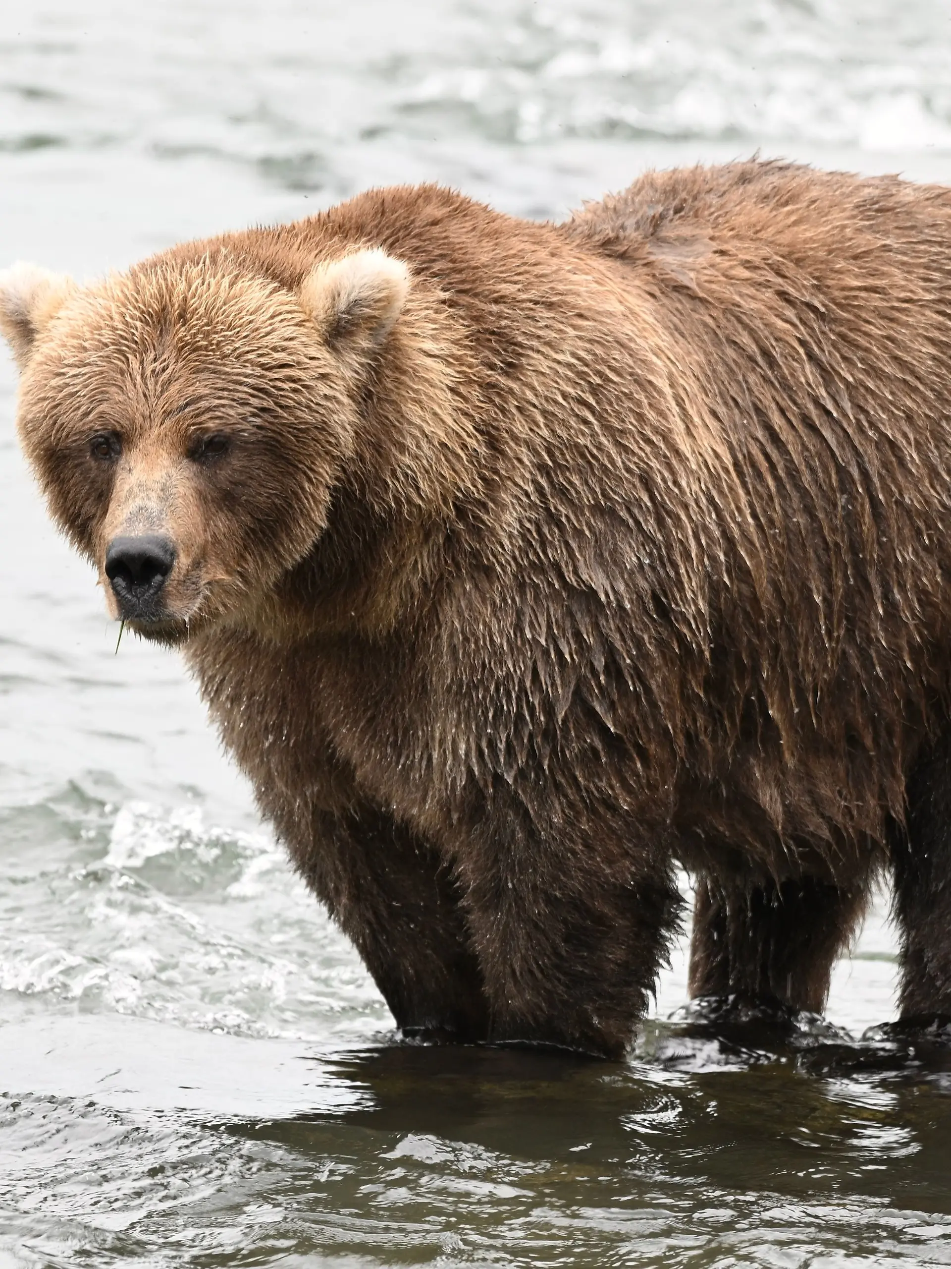 HANDOUT - 22.09.2026, USA, Katmai-Nationalpark: Bei dem «Fat Bear»-Wettbewerb in Alaska kommt es auf die Pfunde an. Die massige Braunbärin «Marshmallow» ist unter den Kandidaten bei der Wahl zum fettesten Pelztier des Katmai-Nationalparks. Zu Beginn des Sommers ist sie noch dünn, im September deutlich dicker. Foto: C. Loberg/explore.org/dpa - ACHTUNG: Nur zur redaktionellen Verwendung und nur mit vollständiger Nennung des vorstehenden Credits +++ dpa-Bildfunk +++