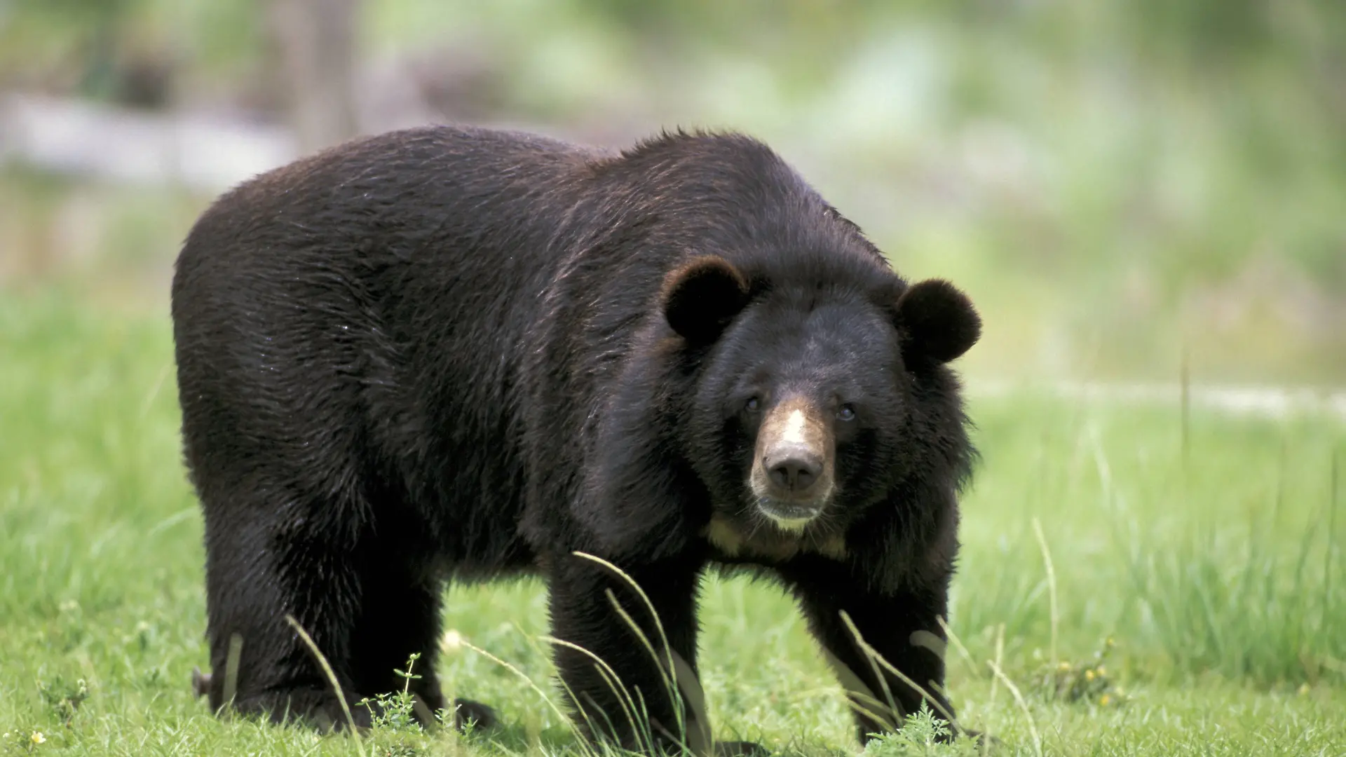 Schwarzbär