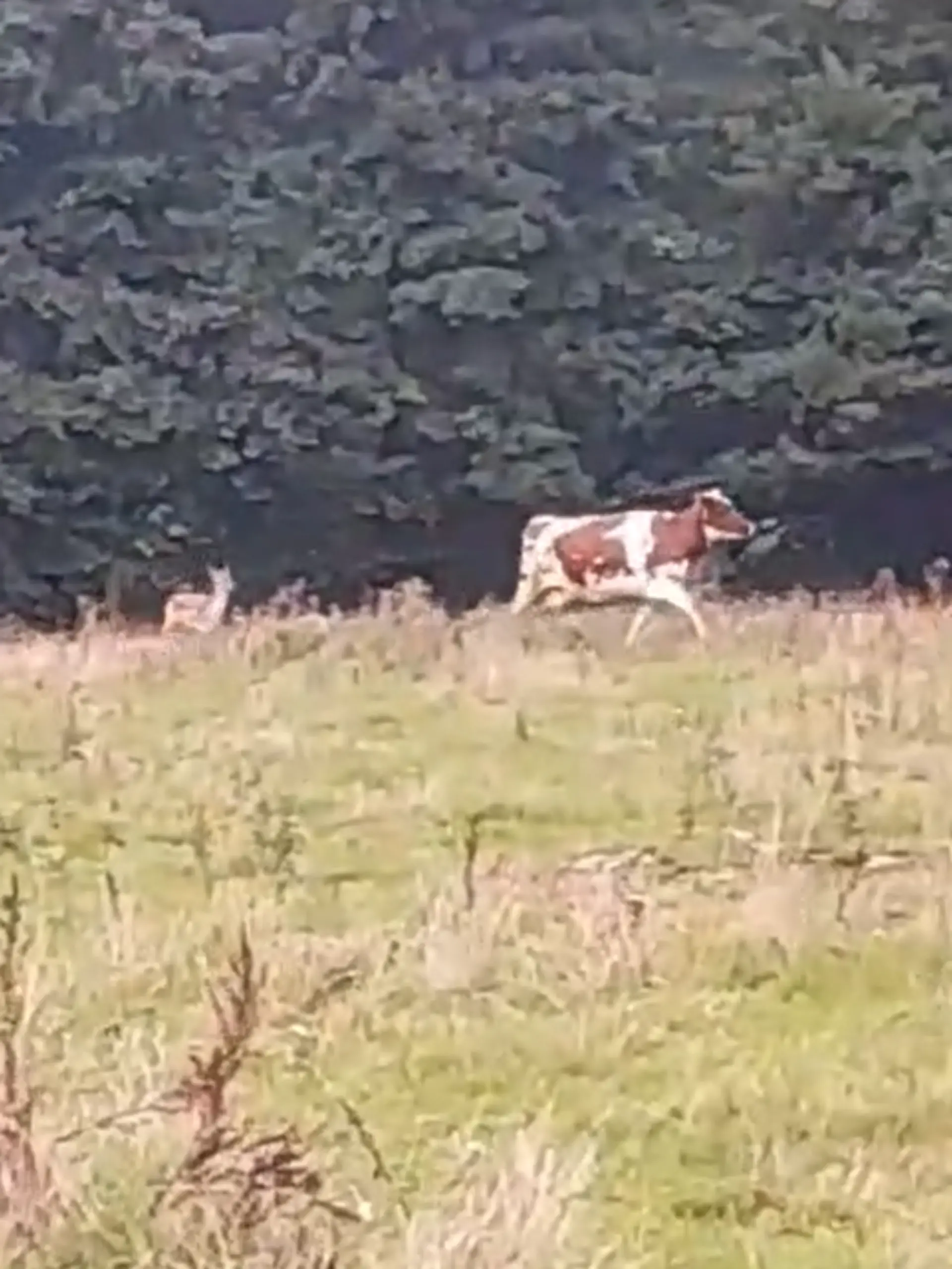 Bild zu: "Kleiner Hirsch schließt sich Kuhherde an"