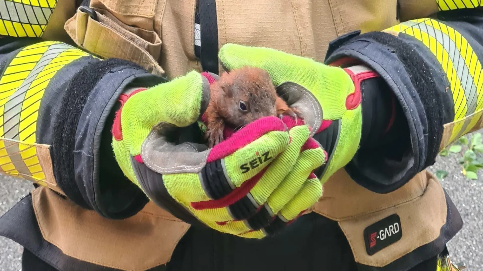 Ein Baby-Eichhörnchen in den Händen eines Feuerwehrmannes