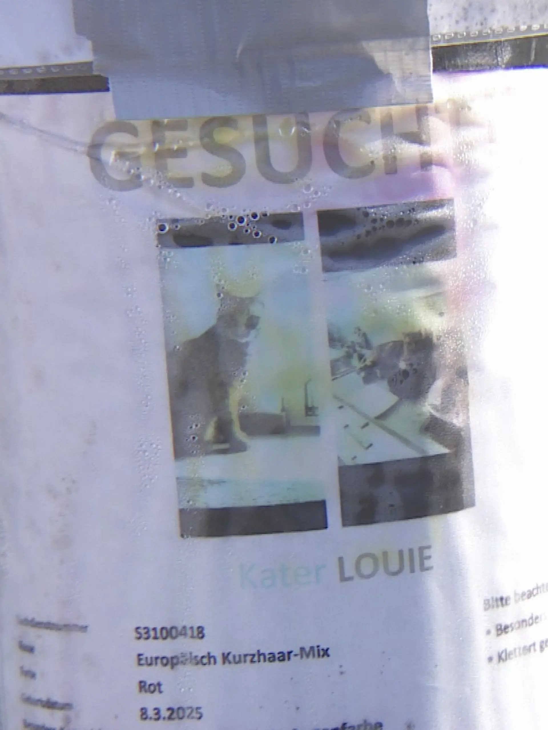 In Holtensen verschwinden seit Monaten immer wieder Katzen.