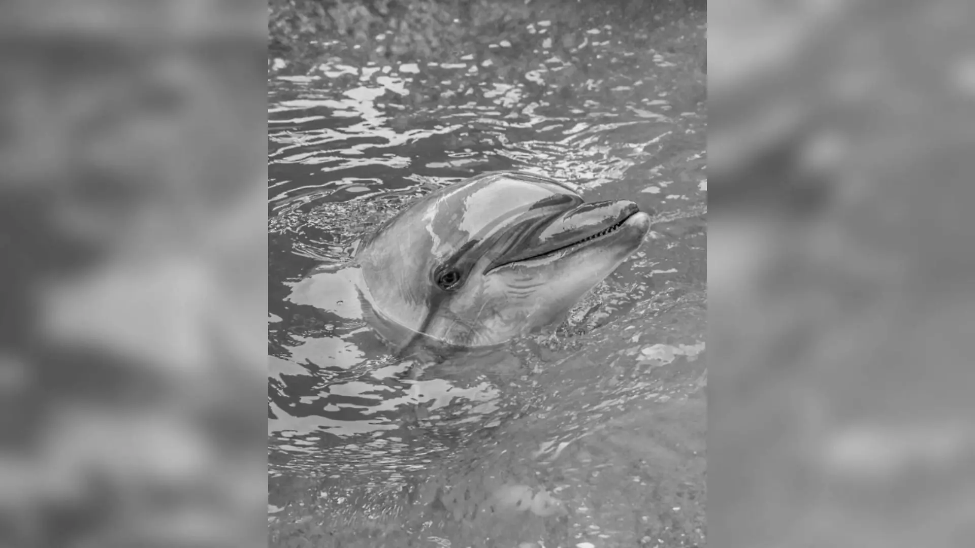 Delfindame Echo ist in Valencia gestorben.