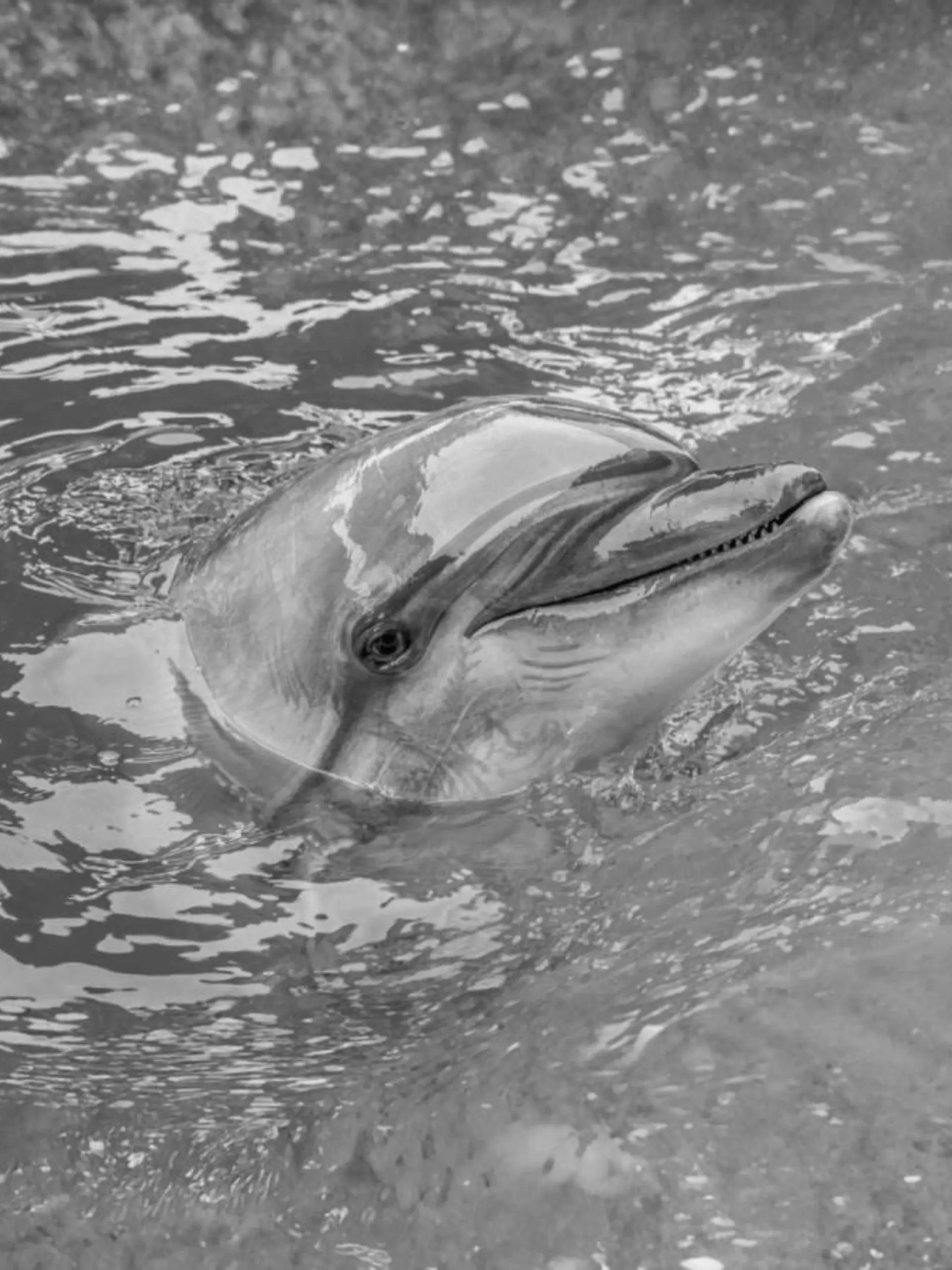 Delfindame Echo ist in Valencia gestorben.