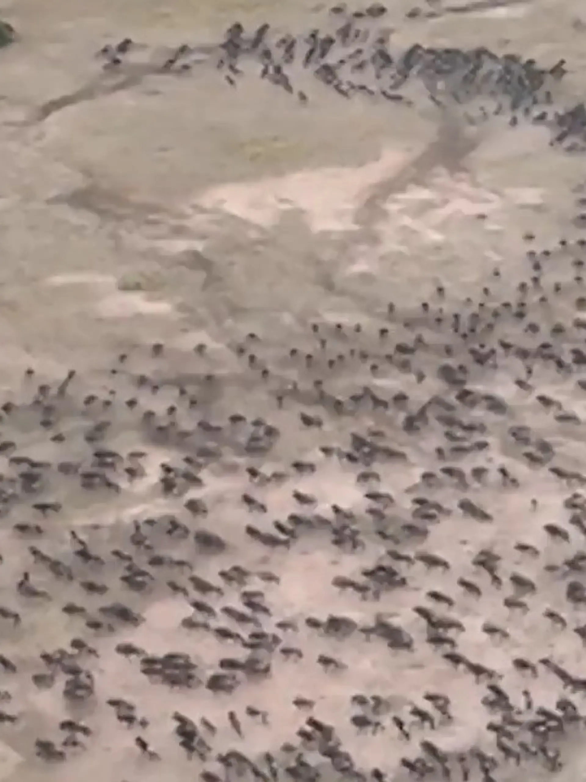 Bild zu: "Riesige Herde in Todes-Panik! Löwe jagt hunderte Gnus auf einmal"