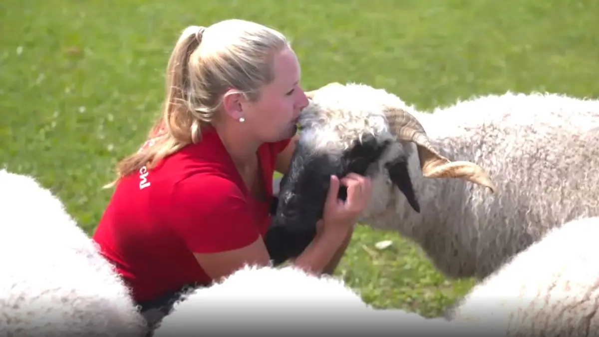Tierpark Gut Aiderbichl Spaziergänger füttern Schafe zu TodeScreenshot