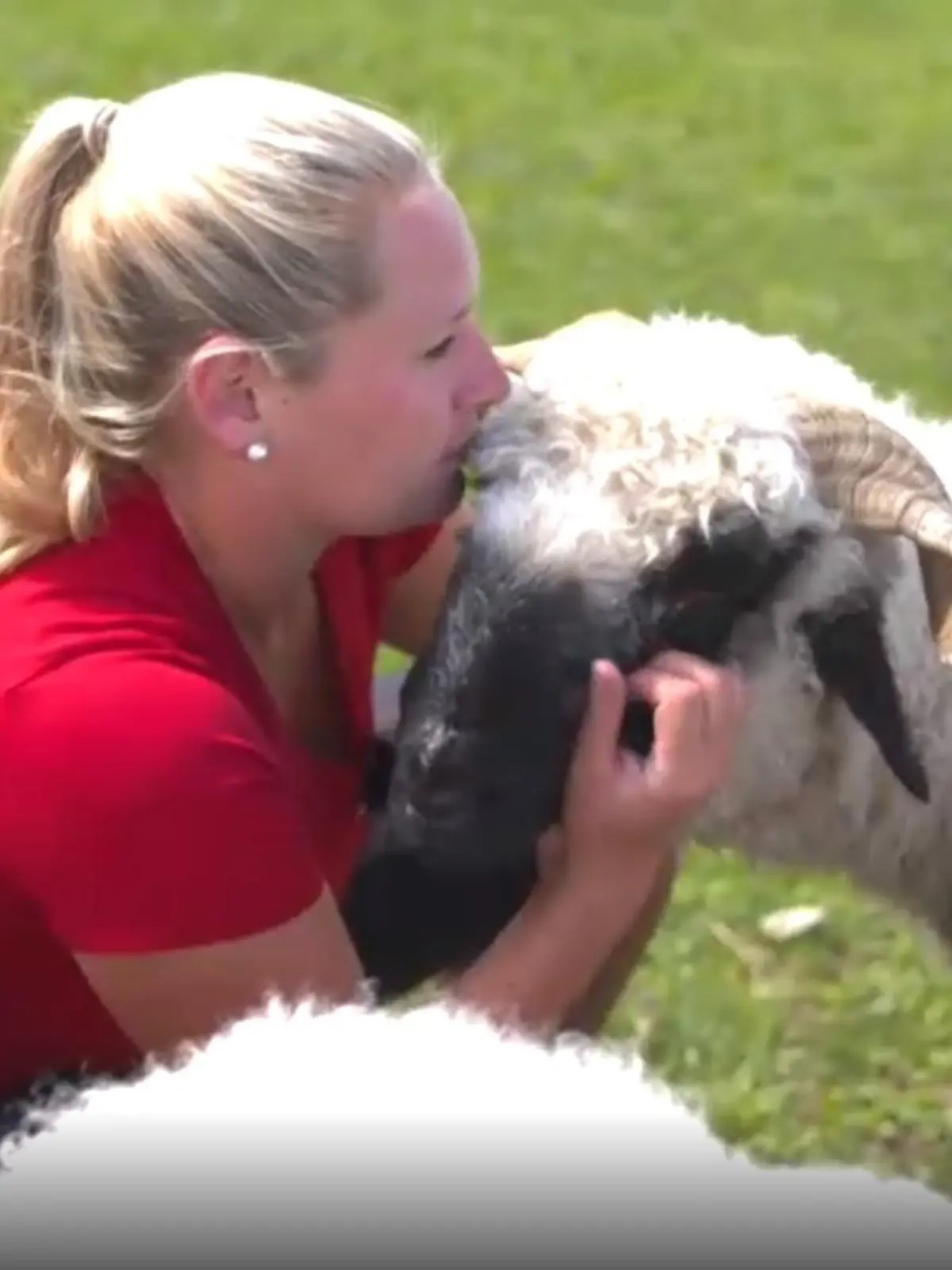 Tierpark Gut Aiderbichl Spaziergänger füttern Schafe zu TodeScreenshot