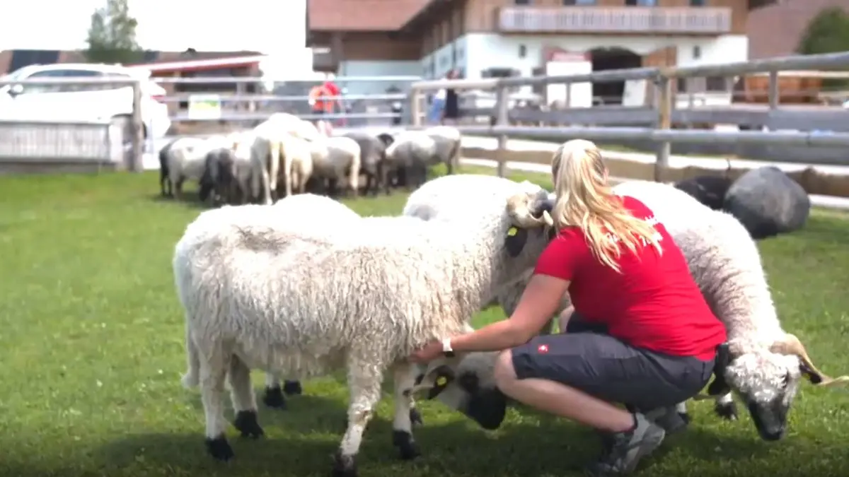 Tierpark Gut Aiderbichl Spaziergänger füttern Schafe zu TodeScreenshot