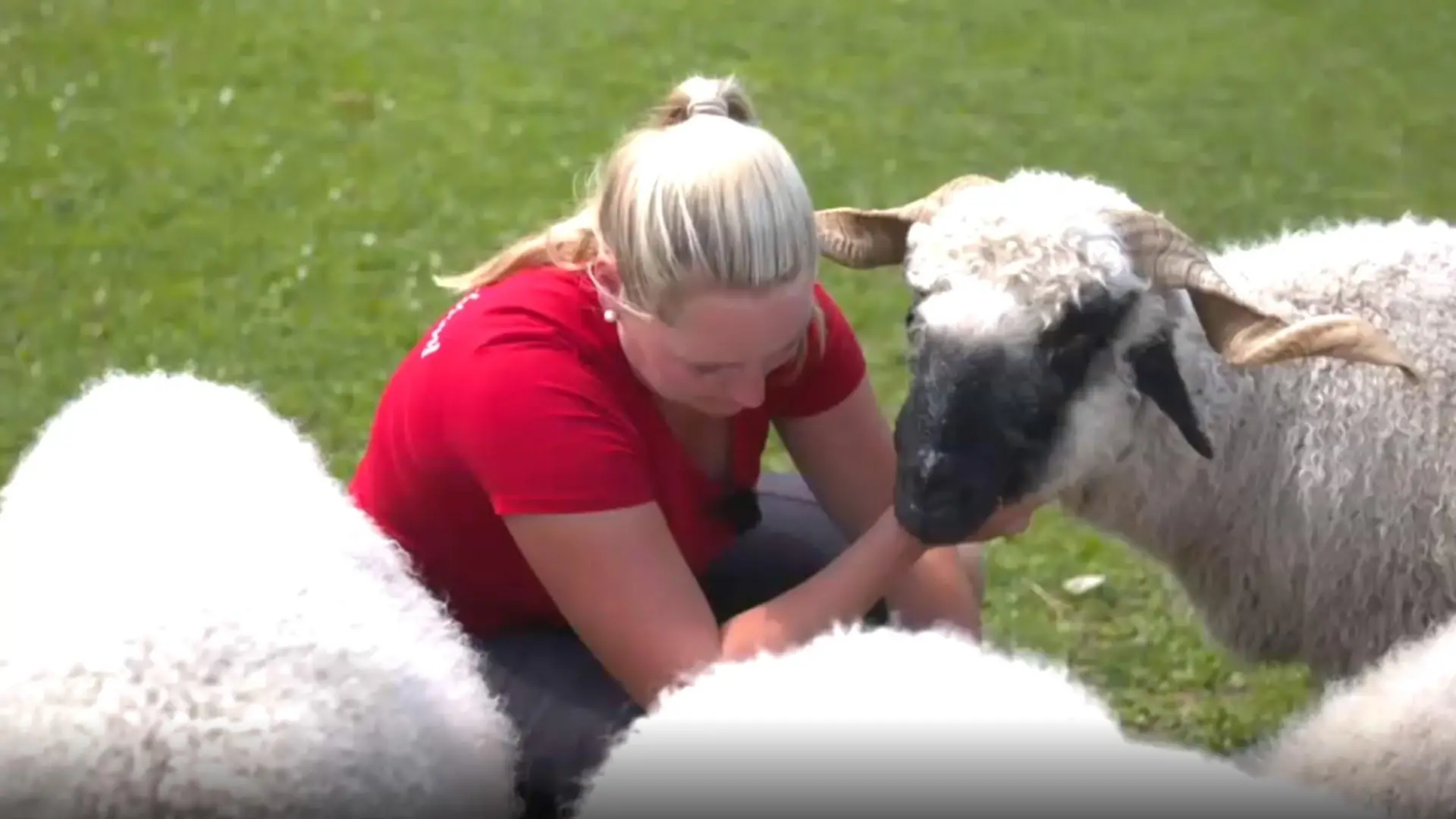 Tierpark Gut Aiderbichl Spaziergänger füttern Schafe zu TodeScreenshot