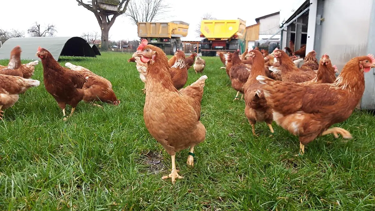 Familie Götting aus Uetze wurden 60 Legehennen gestohlen.
