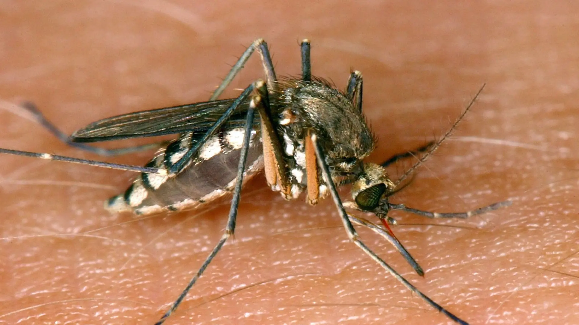 Das West-Nil-Virus wird hauptsächlich durch Stechmücken übertragen. Betroffen sind hierbei vor allem Vögel. Doch die Blutsauger können den Erreger auch auf Menschen und andere Säugetiere übertragen.