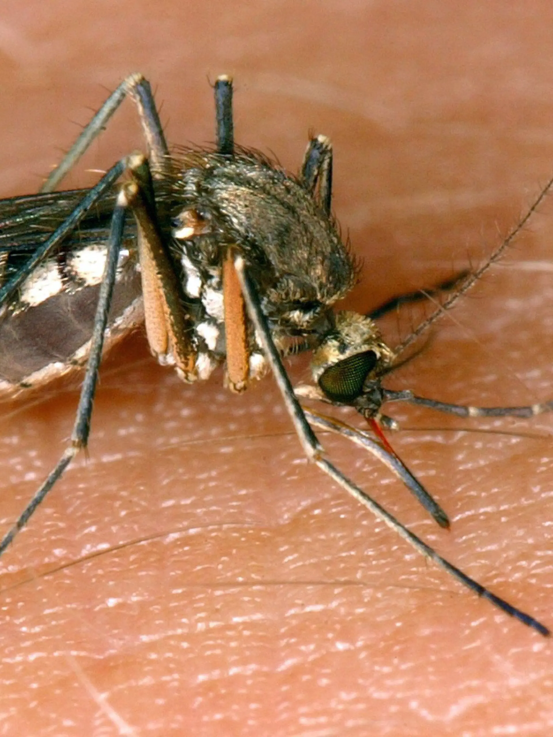 Das West-Nil-Virus wird hauptsächlich durch Stechmücken übertragen. Betroffen sind hierbei vor allem Vögel. Doch die Blutsauger können den Erreger auch auf Menschen und andere Säugetiere übertragen.
