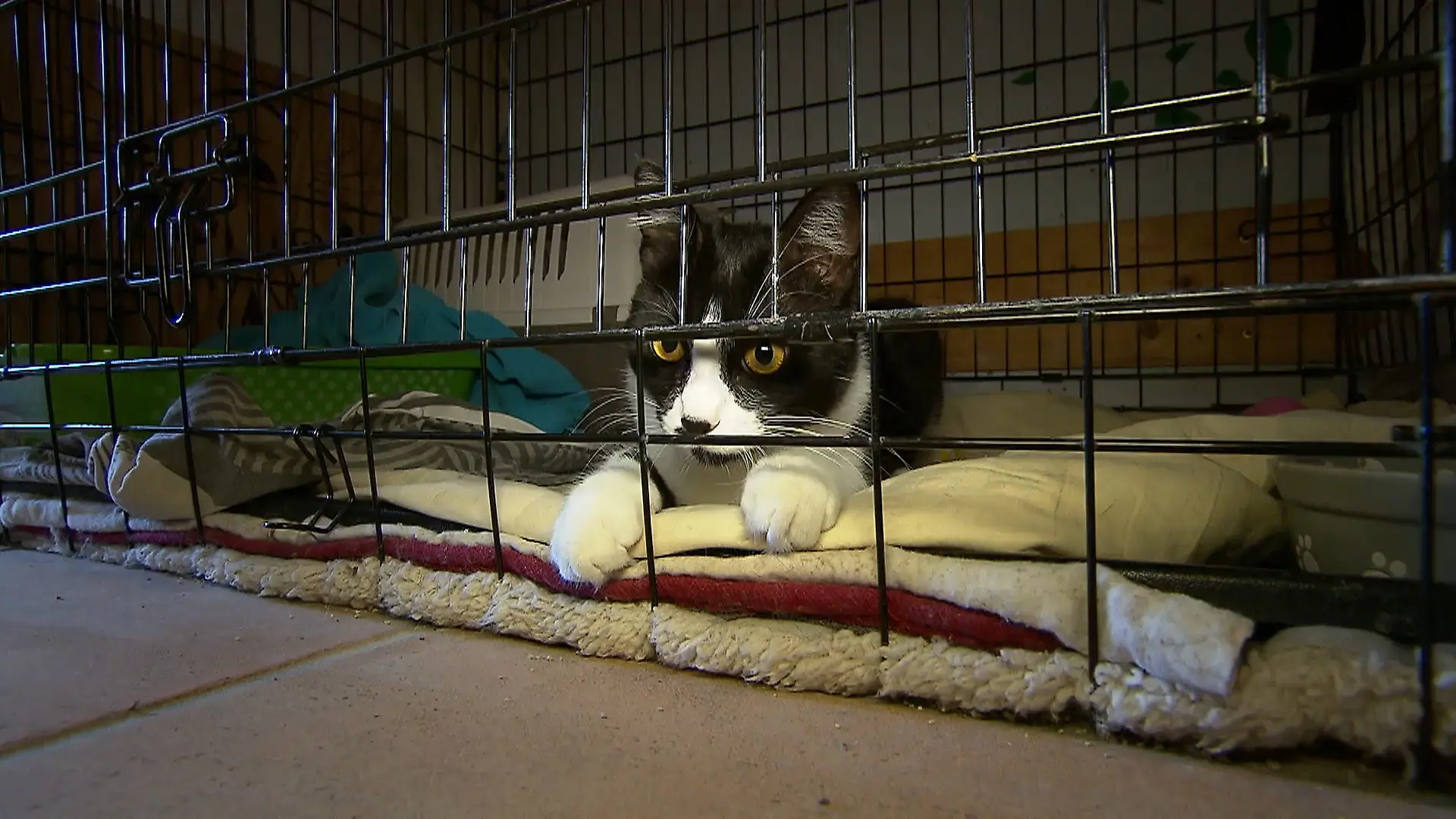 Tierheim muss Katzen in den Flur setzen Düsseldorfer Einrichtung schlägt Alarm