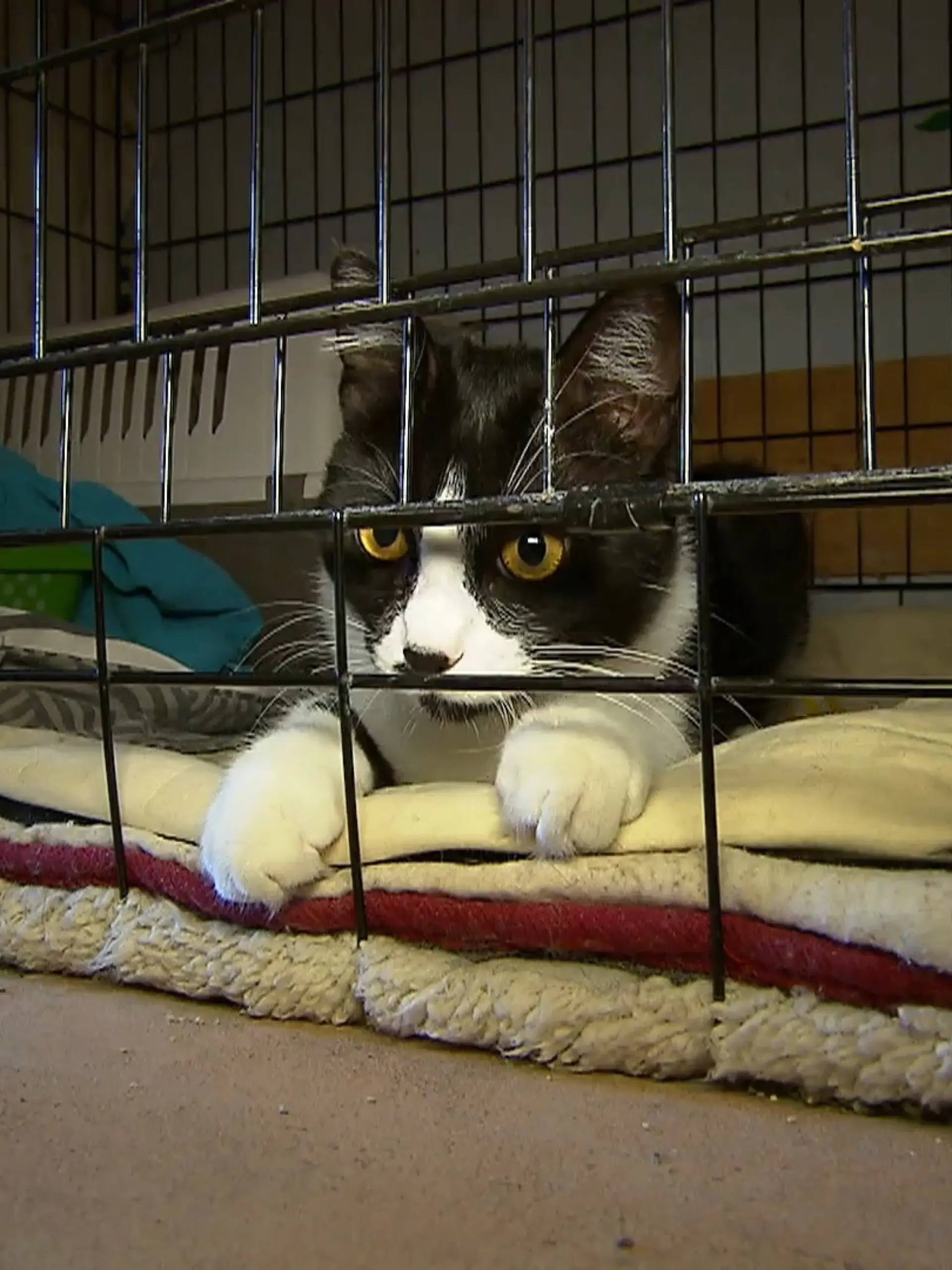 Bild zu: "Tierheim muss Katzen in den Flur setzen"