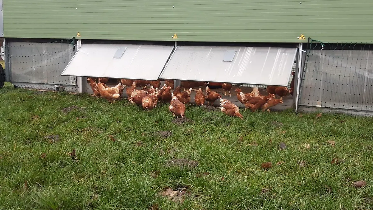 Familie Götting aus Uetze wurden 60 Legehennen gestohlen.