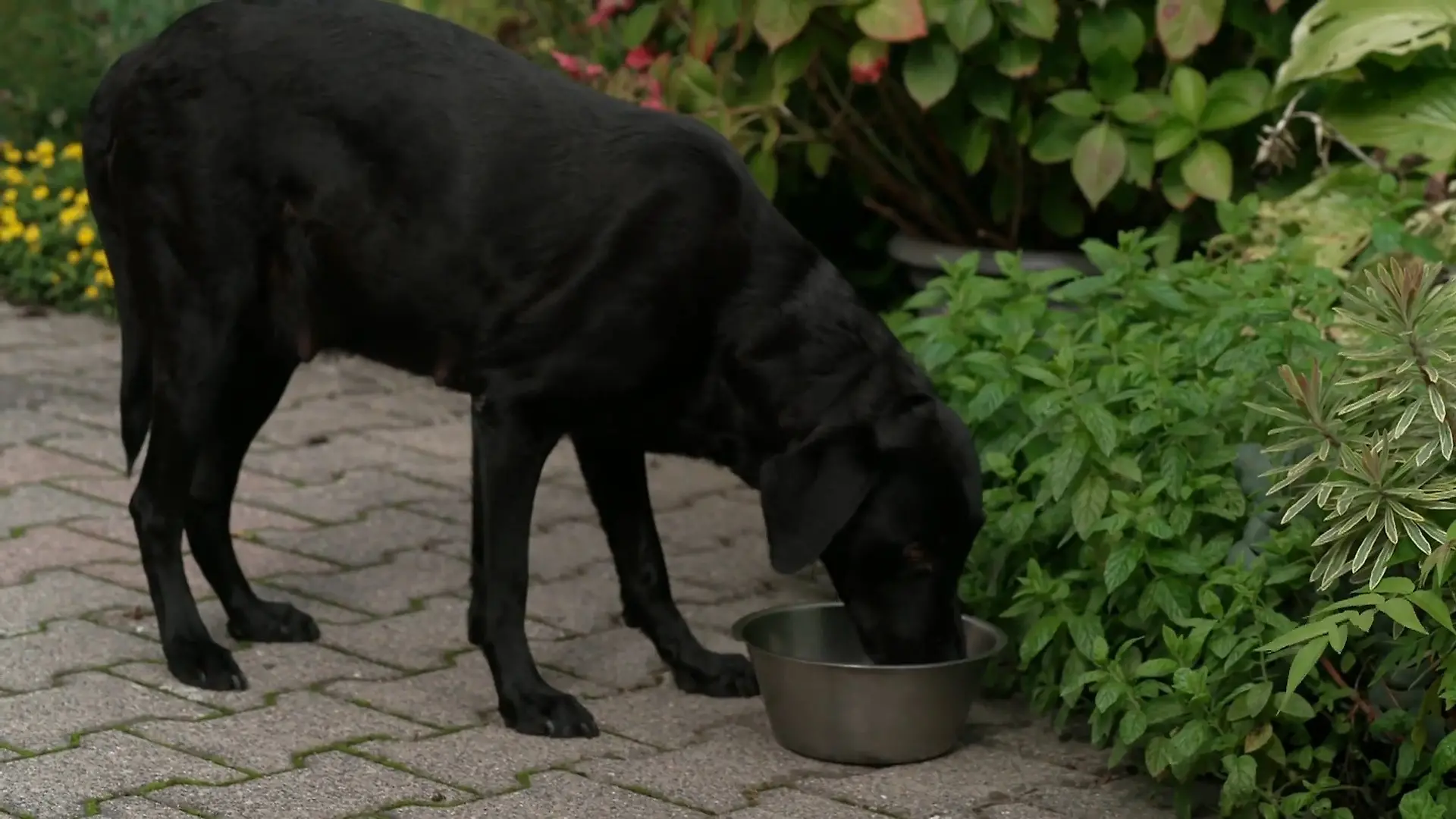 Labrador-Hündin Mira erwartet ihren B-Wurf Große Aufregung