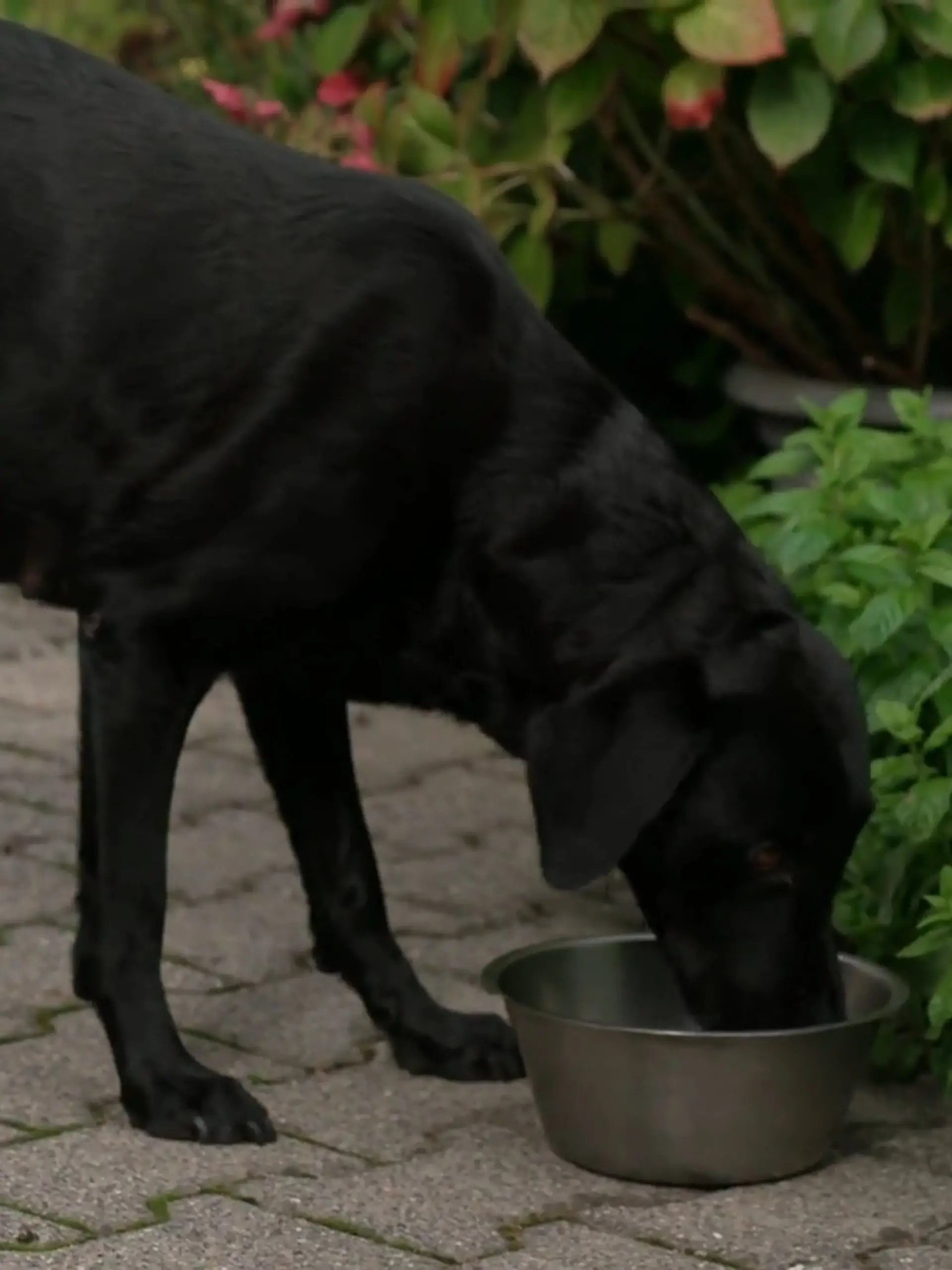 Bild zu: "Labrador-Hündin Mira erwartet ihren B-Wurf"