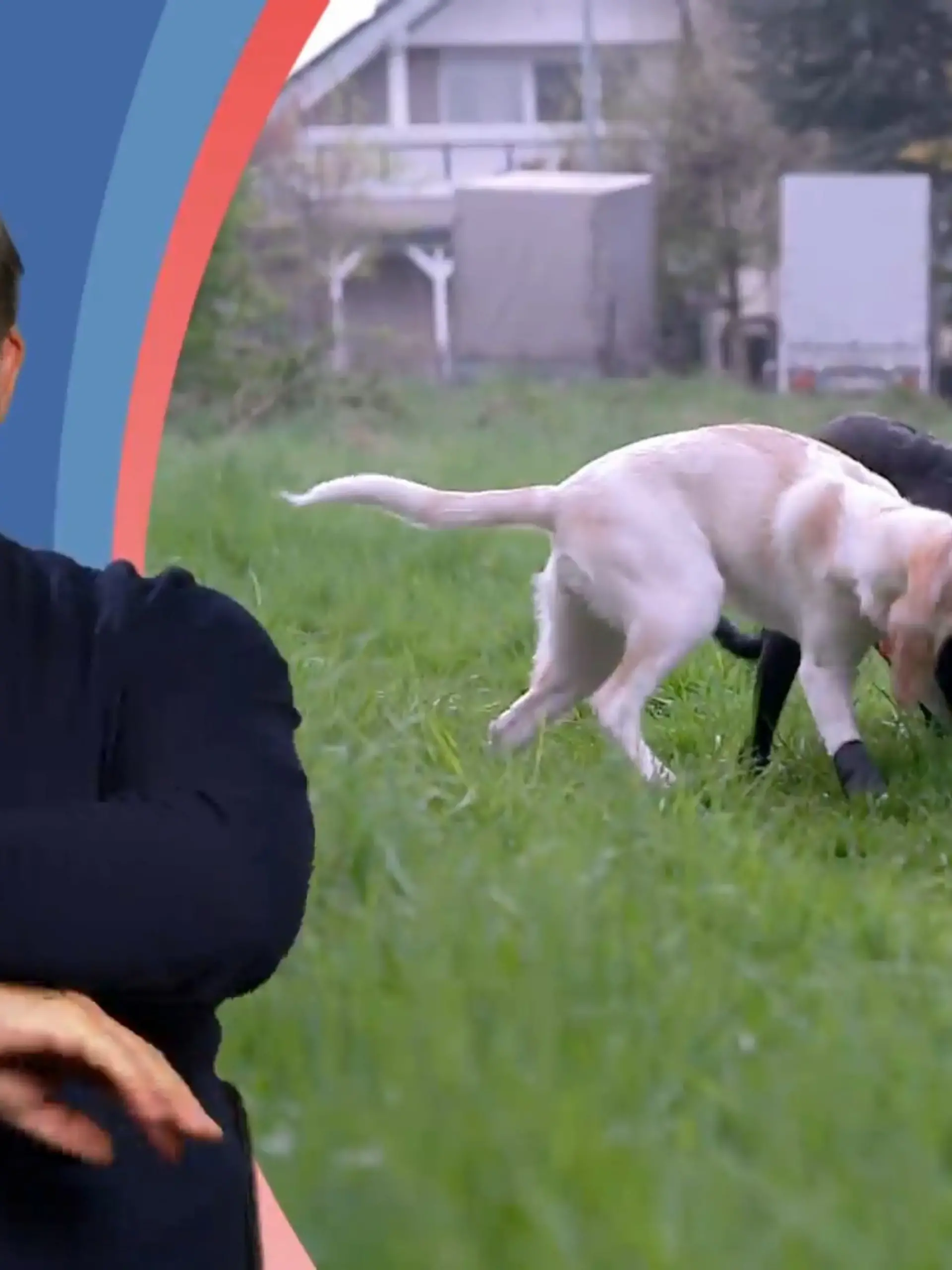 Bild zu: "Wie reagiert Hündin Lilly auf ihre Schwester?"
