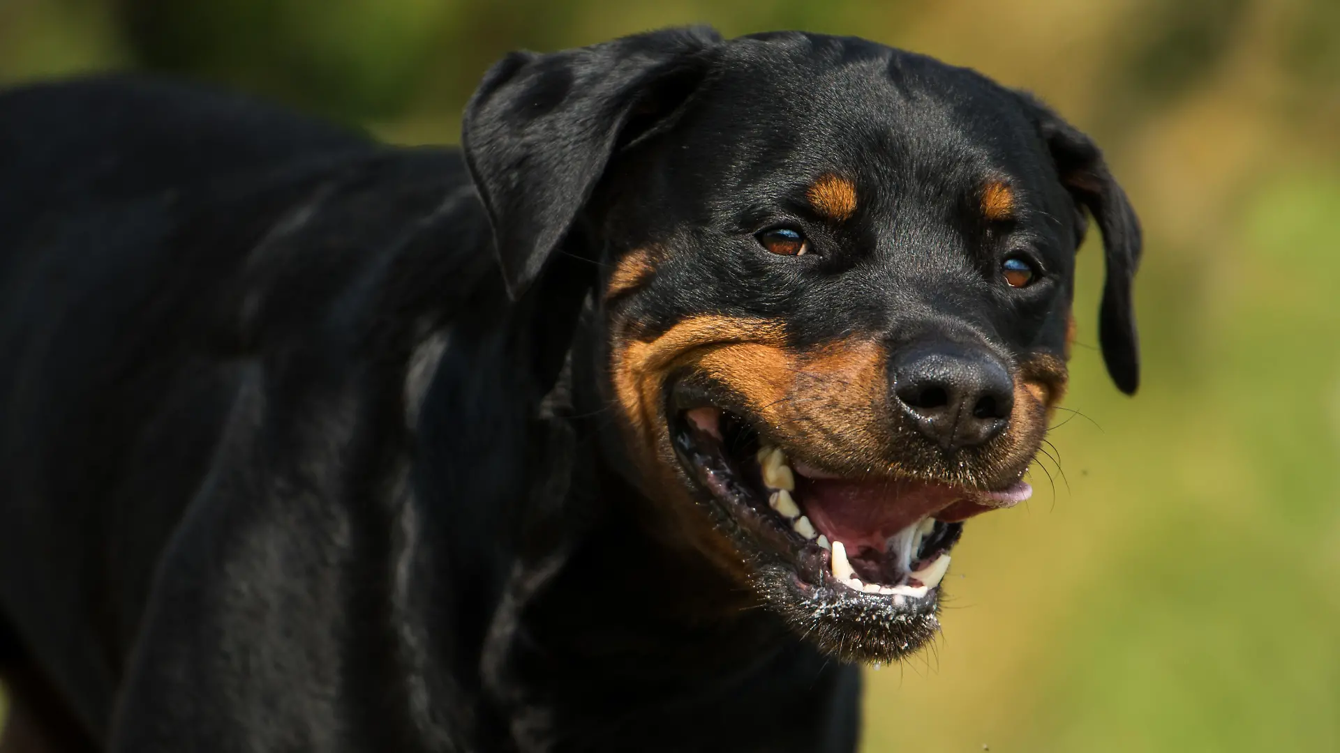 Nach der Hundeattacke muss das Mädchen (10) ins Krankenhaus. (Symbolbild)