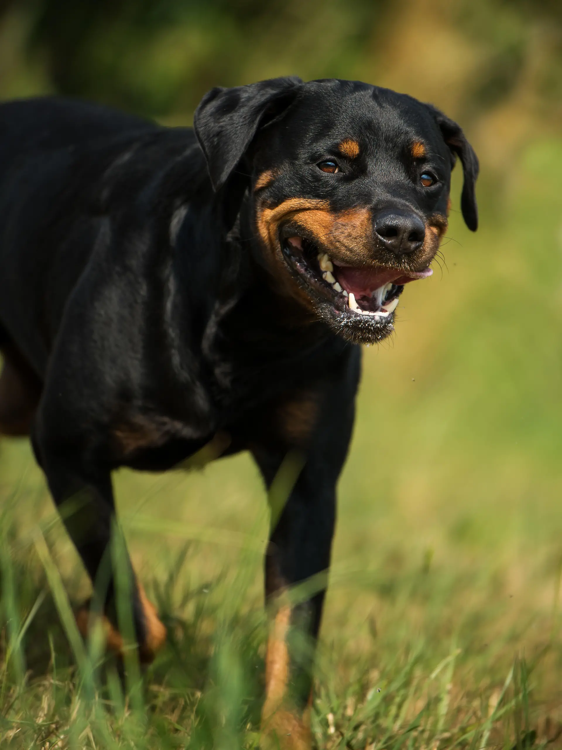 Nach der Hundeattacke muss das Mädchen (10) ins Krankenhaus. (Symbolbild)