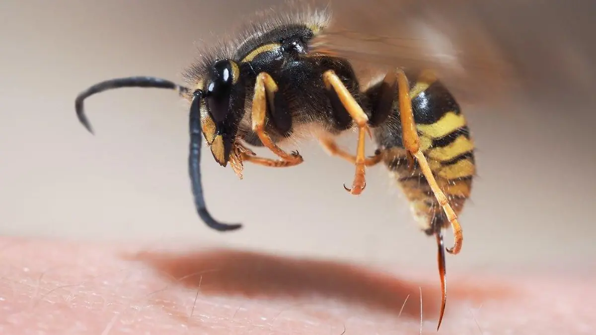 Bienen- und Wespenstiche: So reagiert man richtig