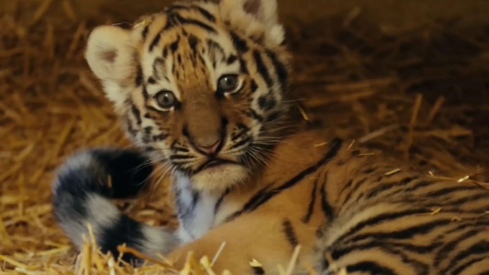 Nur noch wenige ihrer Art! Seltenste Tigerbabys der Welt geboren Vom Aussterben bedroht
